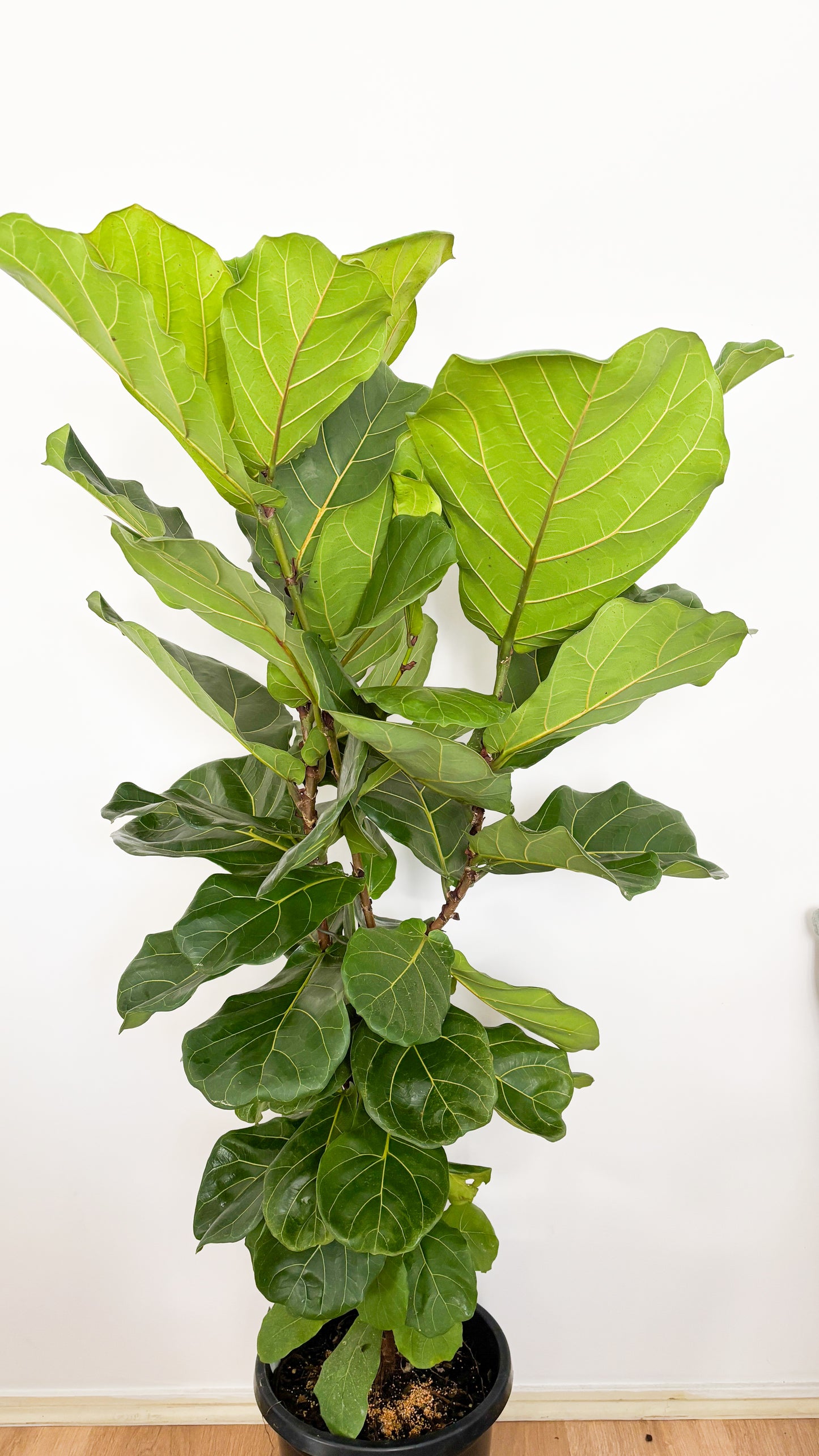Fiddle Leaf Fig - Ficus Lyrata 300mm