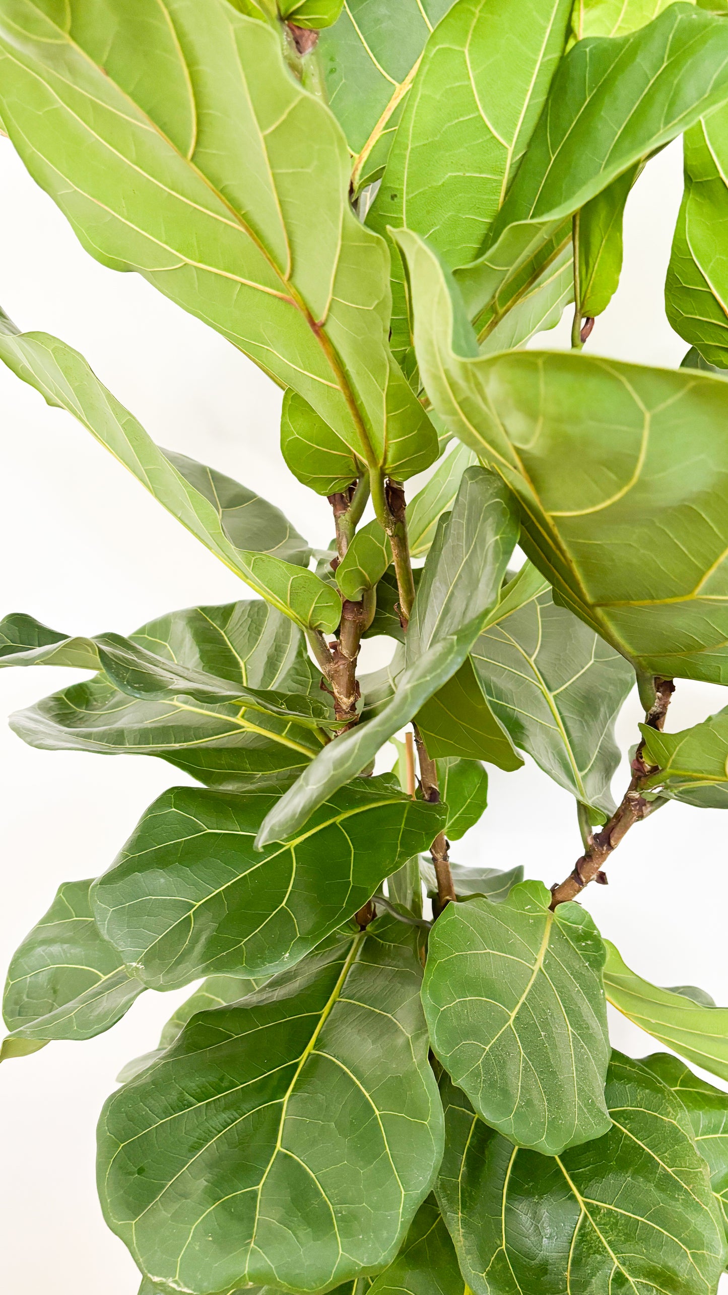 Fiddle Leaf Fig - Ficus Lyrata 300mm