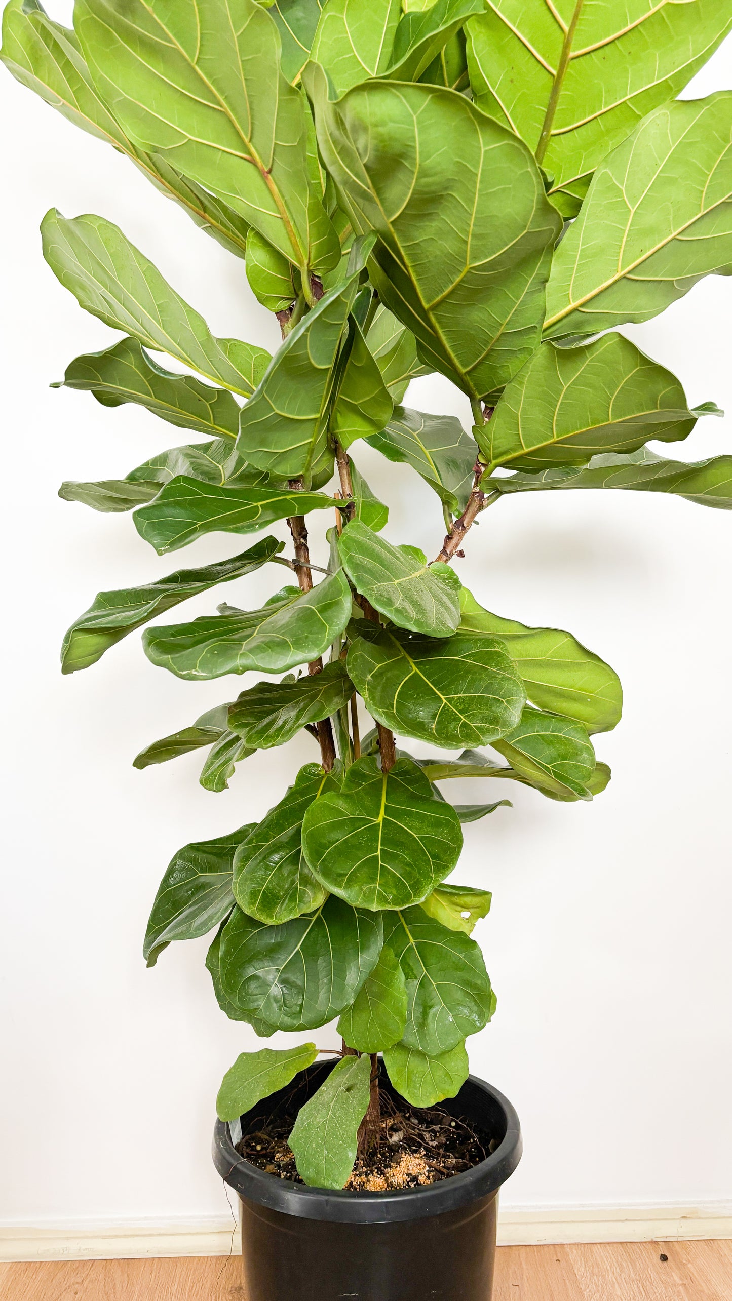 Fiddle Leaf Fig - Ficus Lyrata 300mm