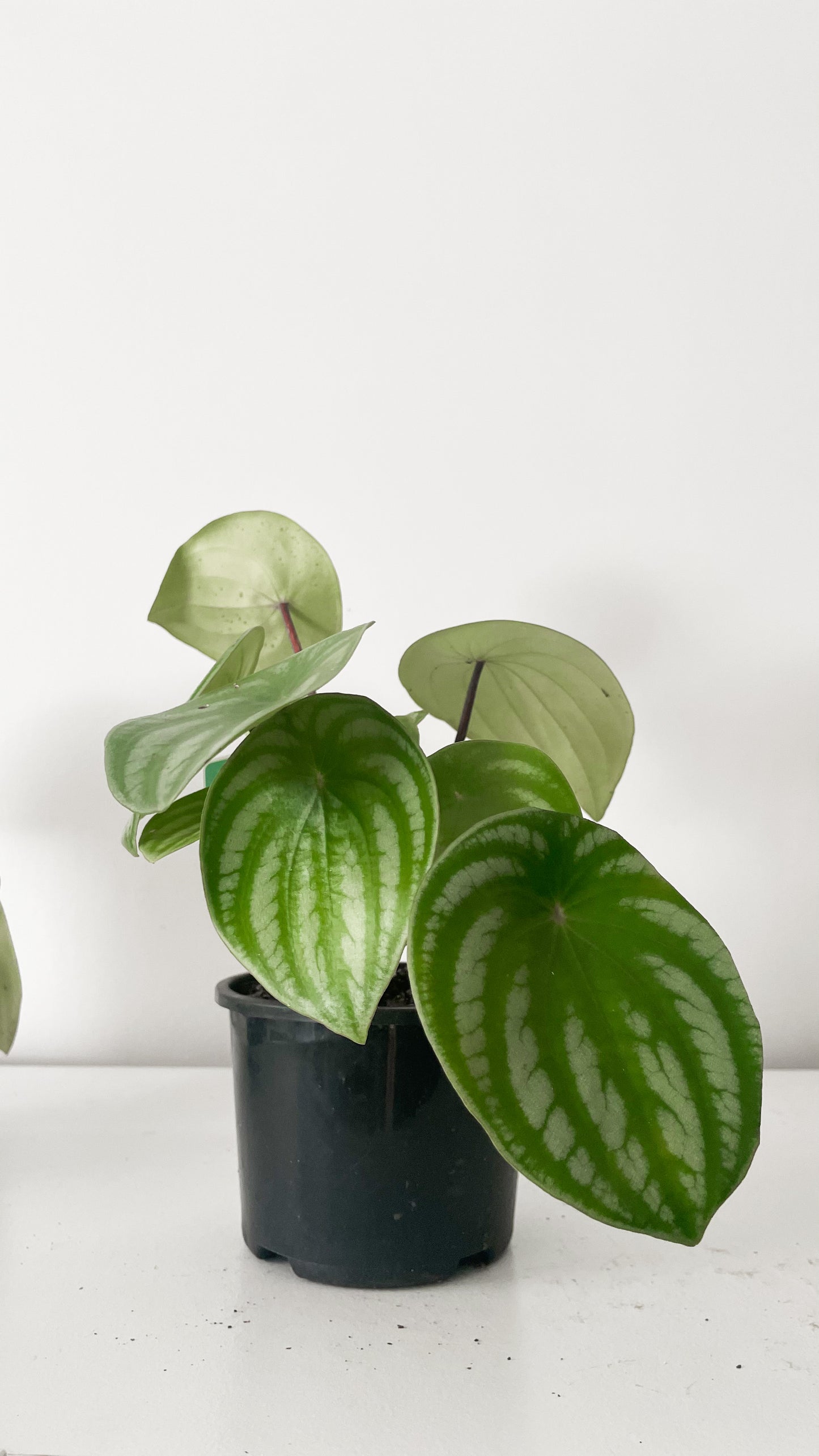 Peperomia Argyreia ‘Watermelon’