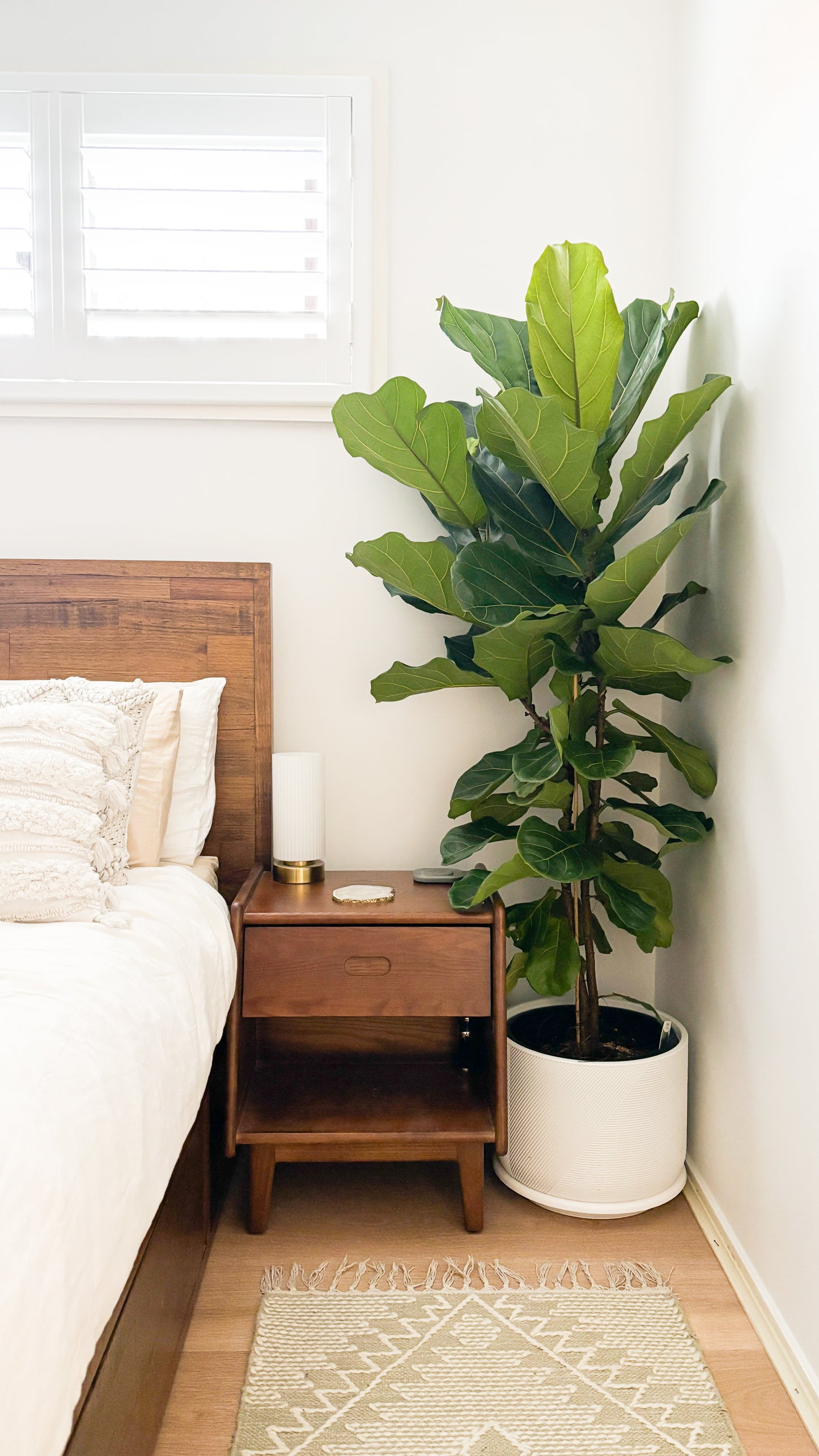 Fiddle Leaf Fig - Ficus Lyrata 300mm