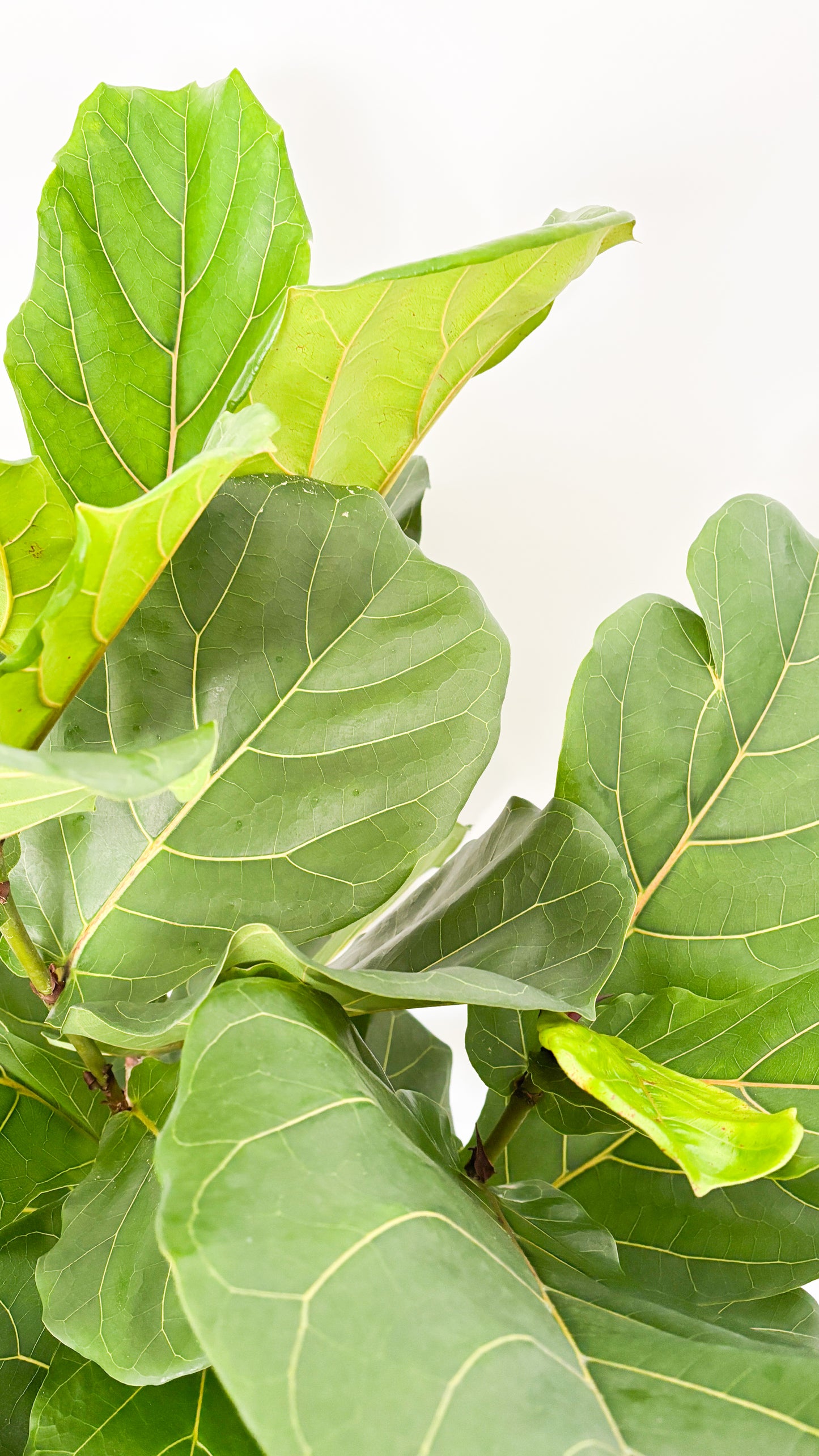 Fiddle Leaf Fig - Ficus Lyrata 300mm