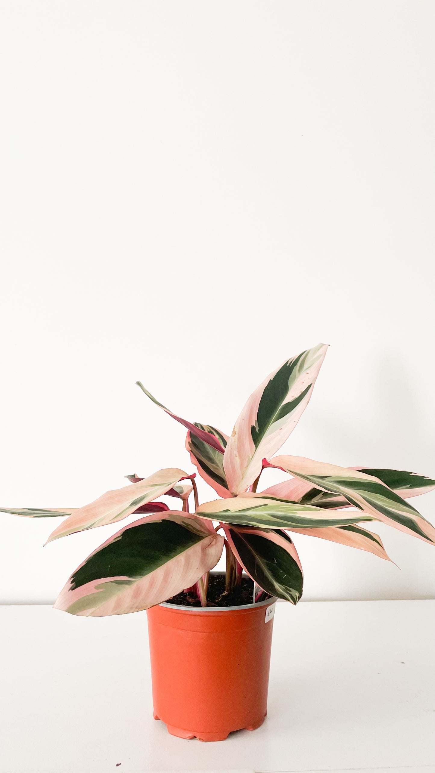 Stromanthe Sanguinea Triostar