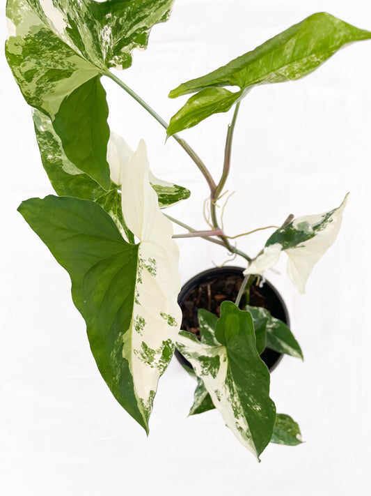 Syngonium Fantasy Variegated