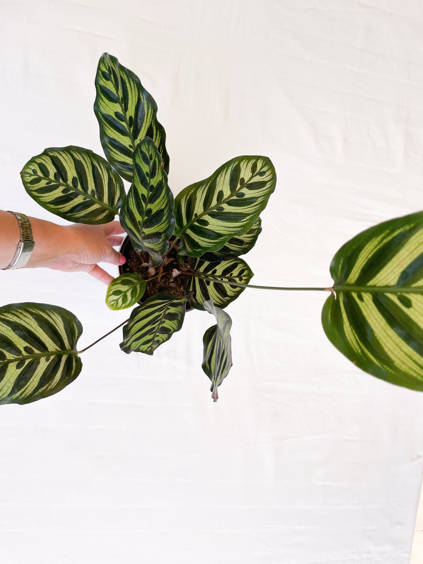 Calathea Makoyana - Peacock Plant