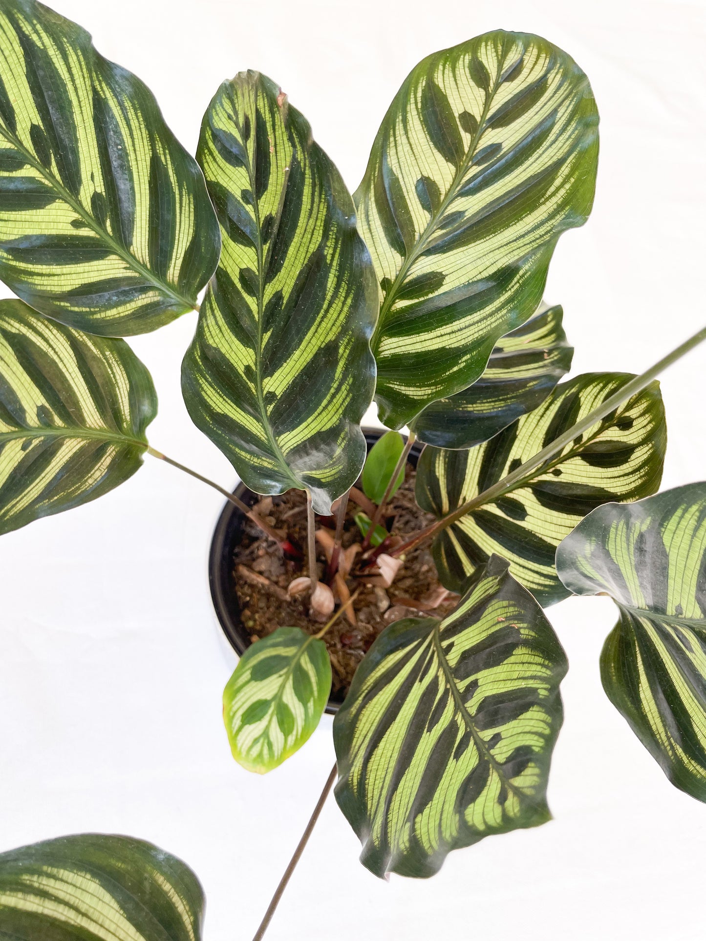 Calathea Makoyana - Peacock Plant