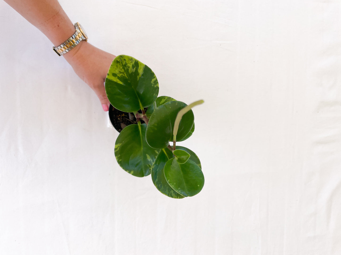 Peperomia Obtusifolia - Baby Rubber Plant
