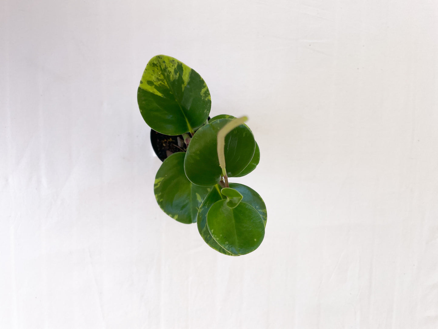 Peperomia Obtusifolia - Baby Rubber Plant