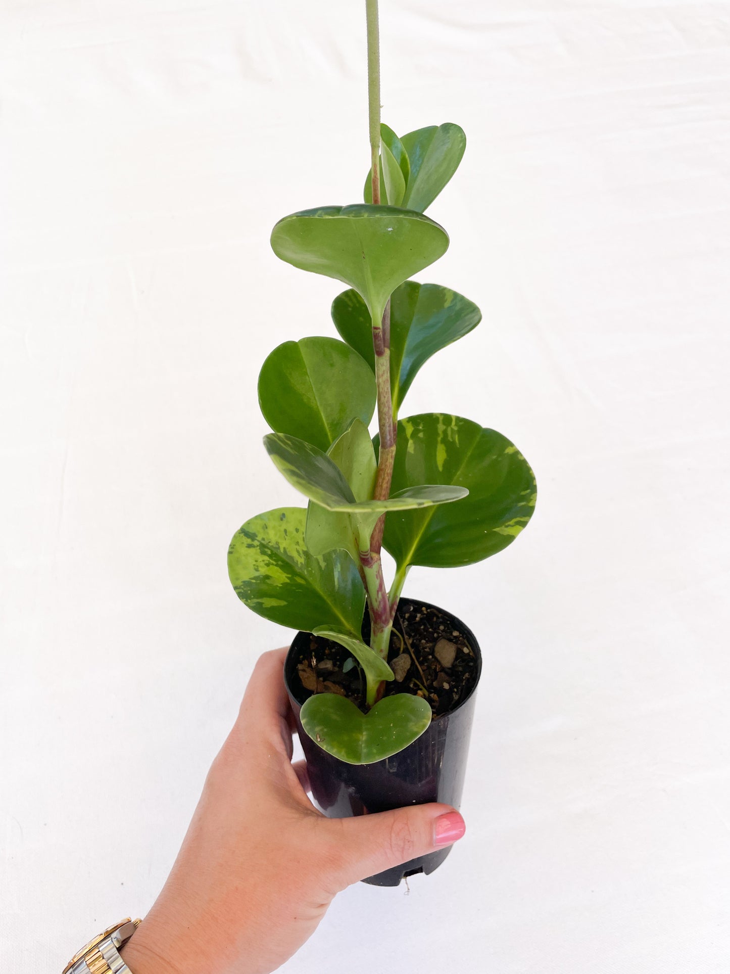 Peperomia Obtusifolia - Baby Rubber Plant