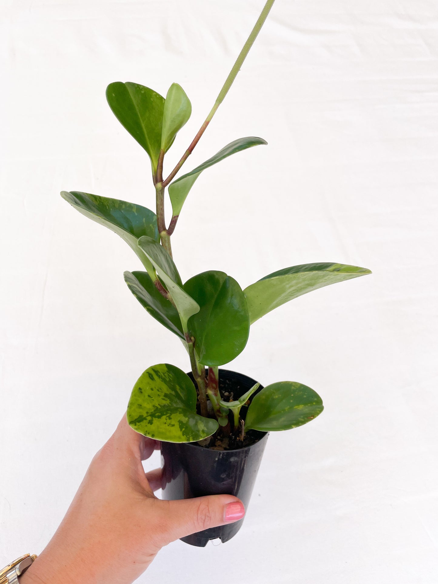 Peperomia Obtusifolia - Baby Rubber Plant