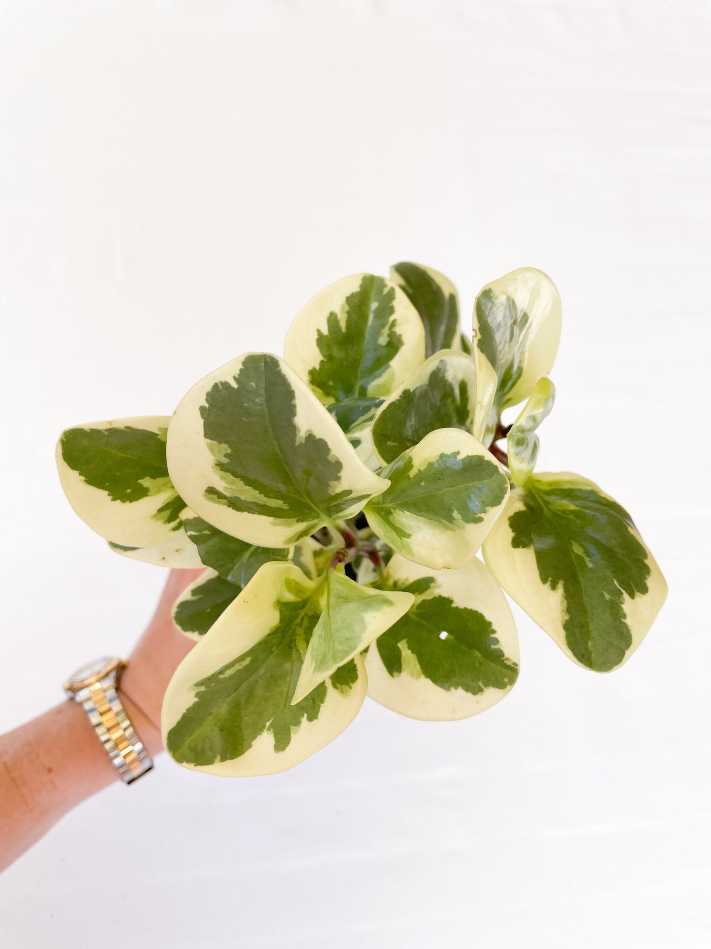 Peperomia Obtusifolia Variegated - Baby Rubber Plant