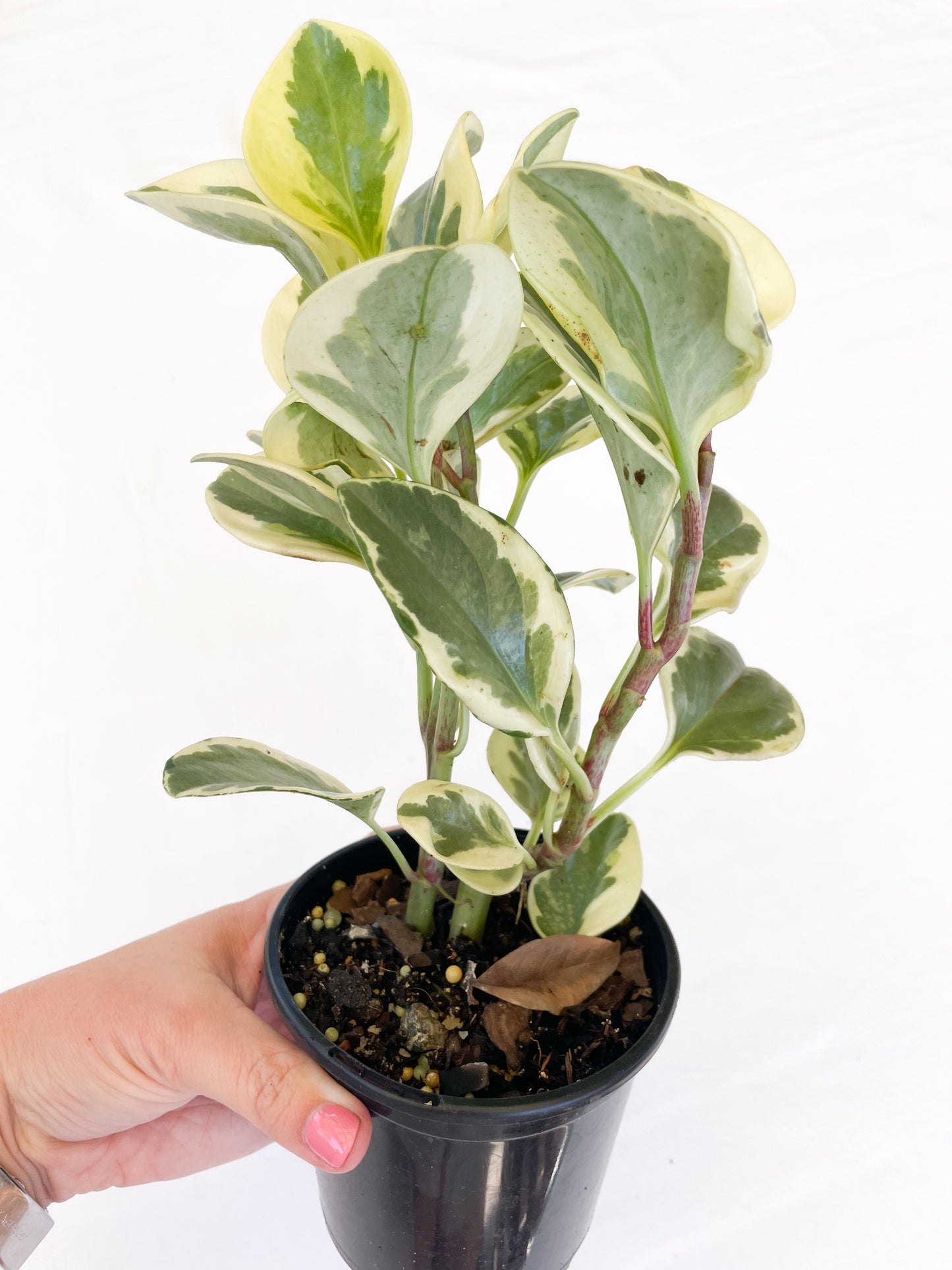 Peperomia Obtusifolia Variegated - Baby Rubber Plant