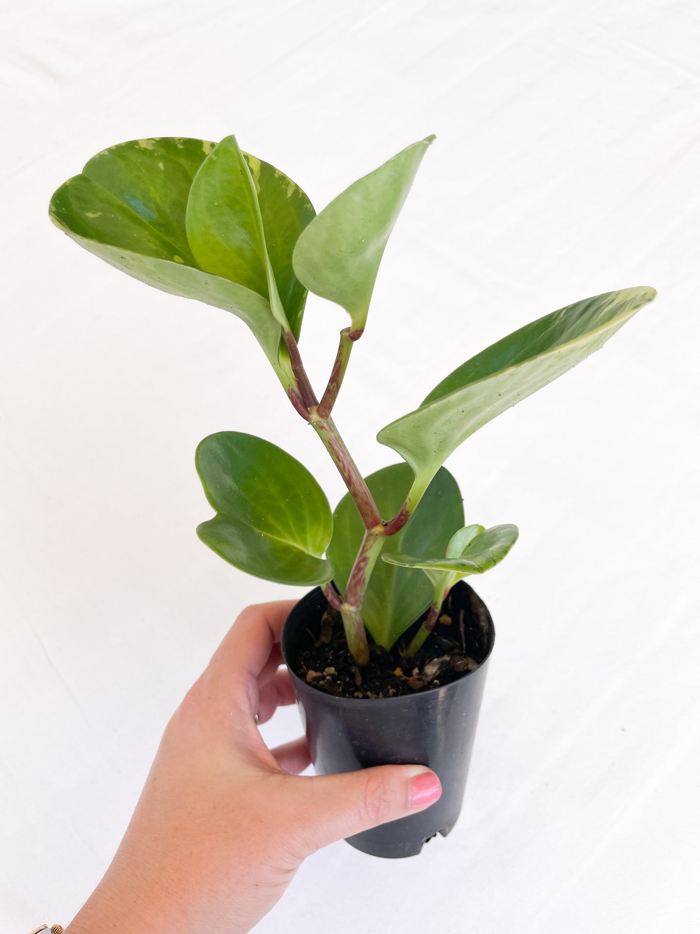 Peperomia Obtusifolia - Baby Rubber Plant