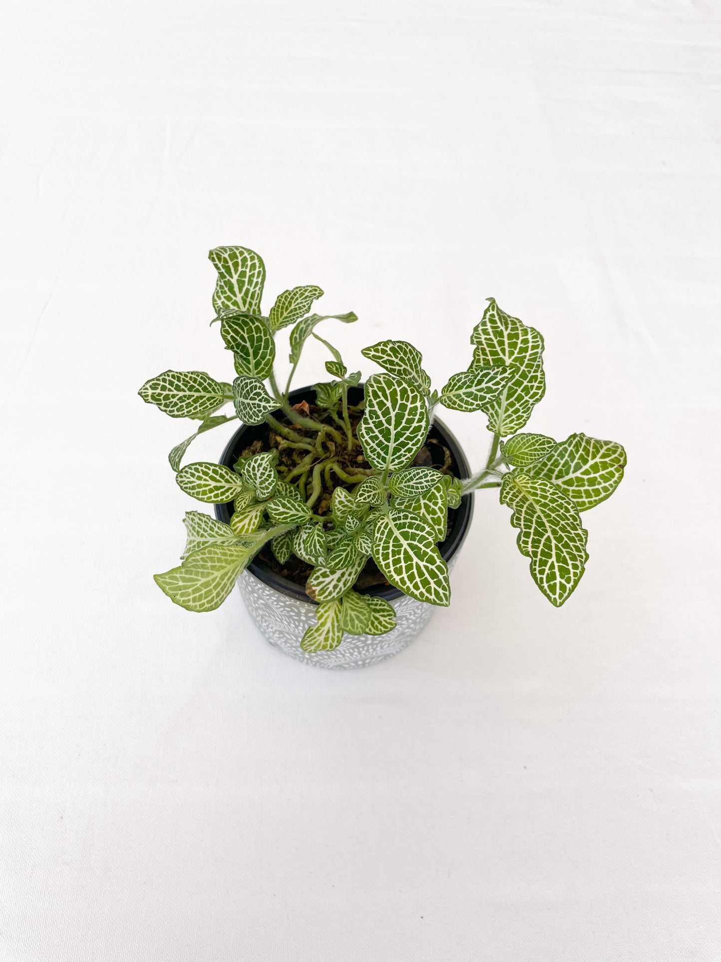 Fittonia Ann – Nerve Plant