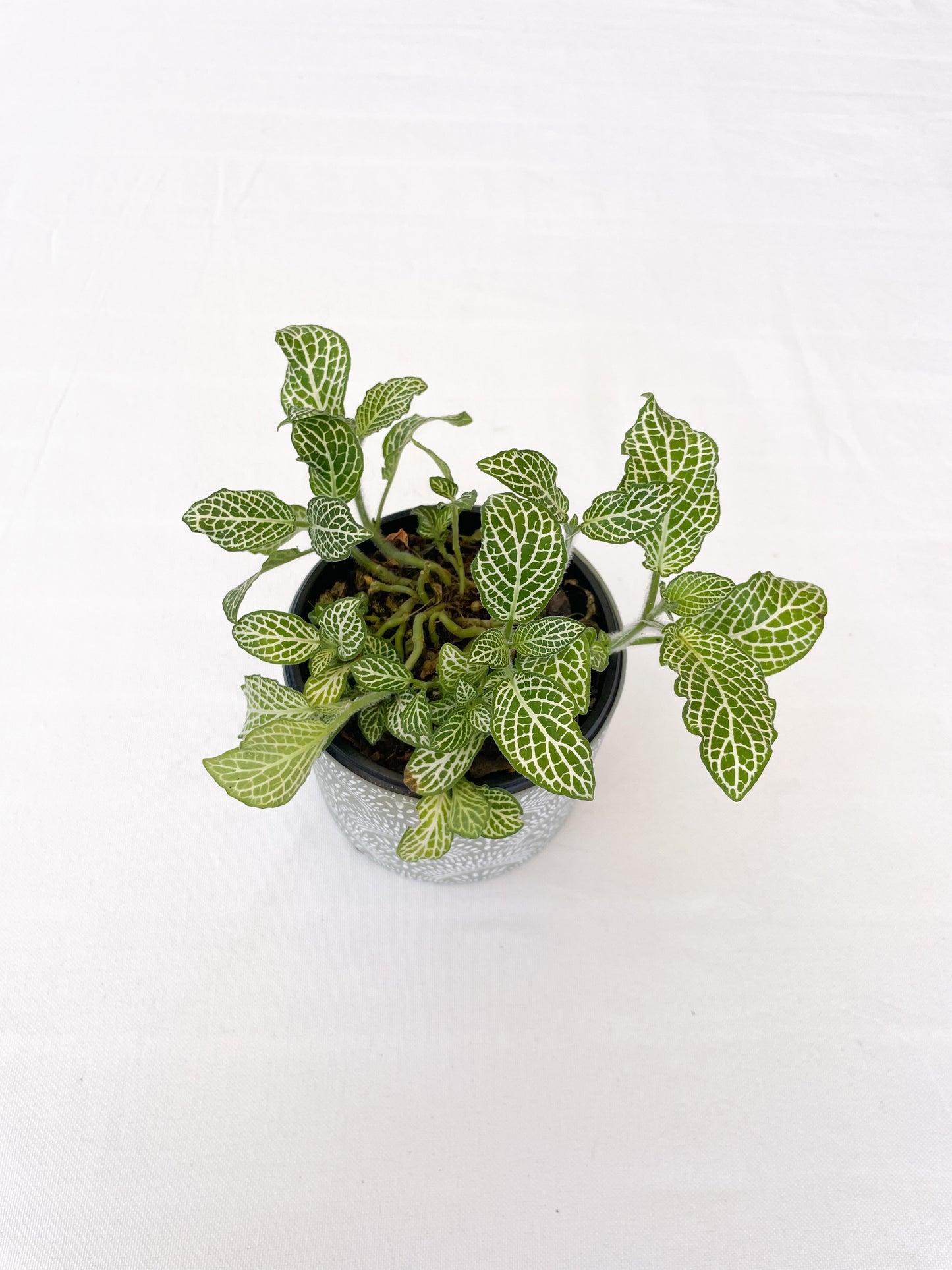 Fittonia Ann – Nerve Plant