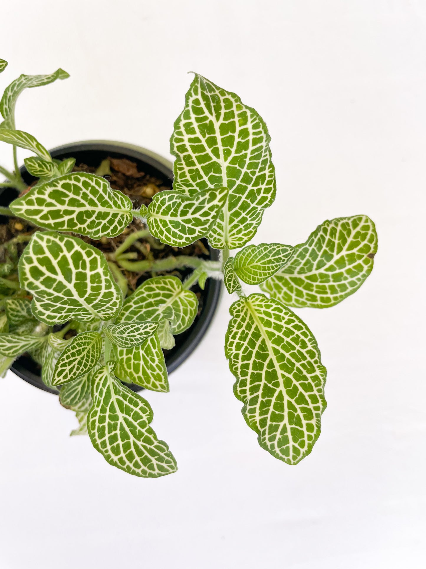 Fittonia Ann – Nerve Plant