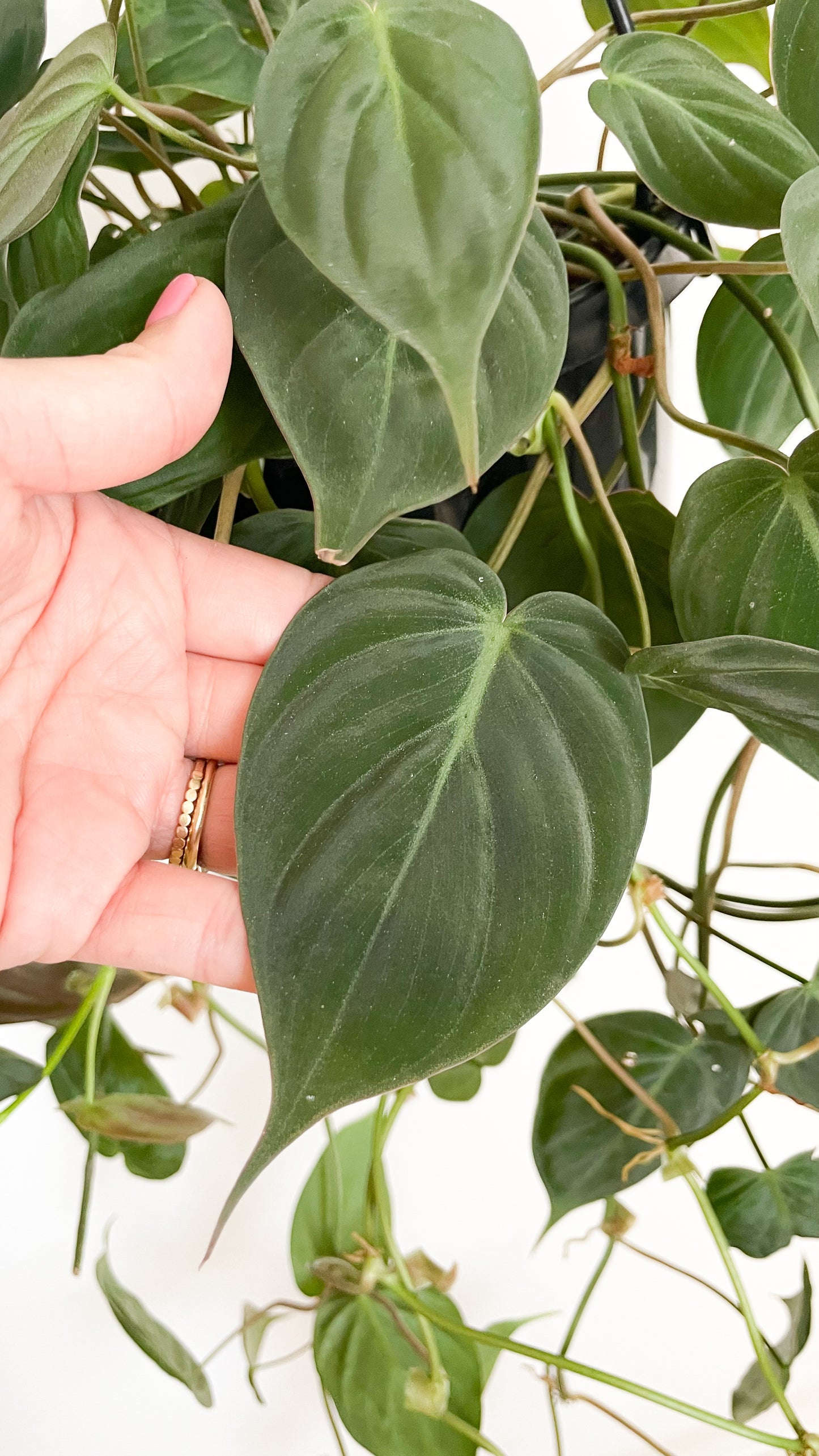 Philodendron Velvet Micans 180m Hanging Basket