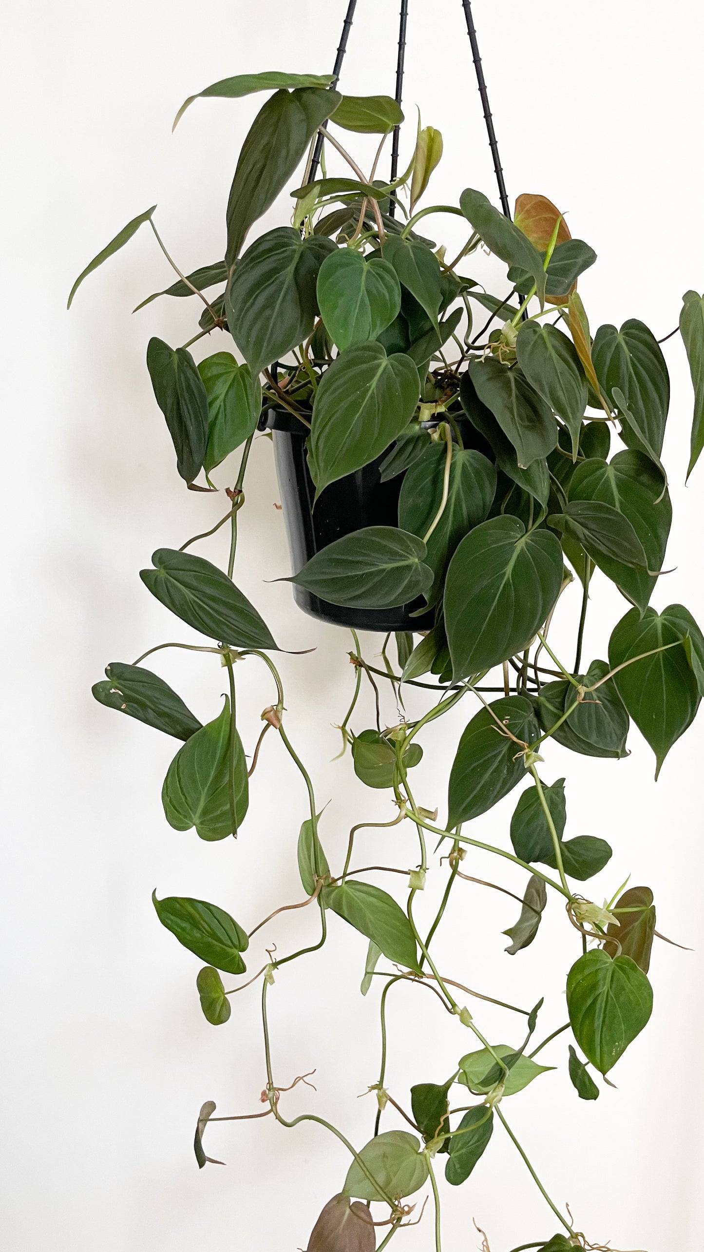 Philodendron Velvet Micans 180m Hanging Basket