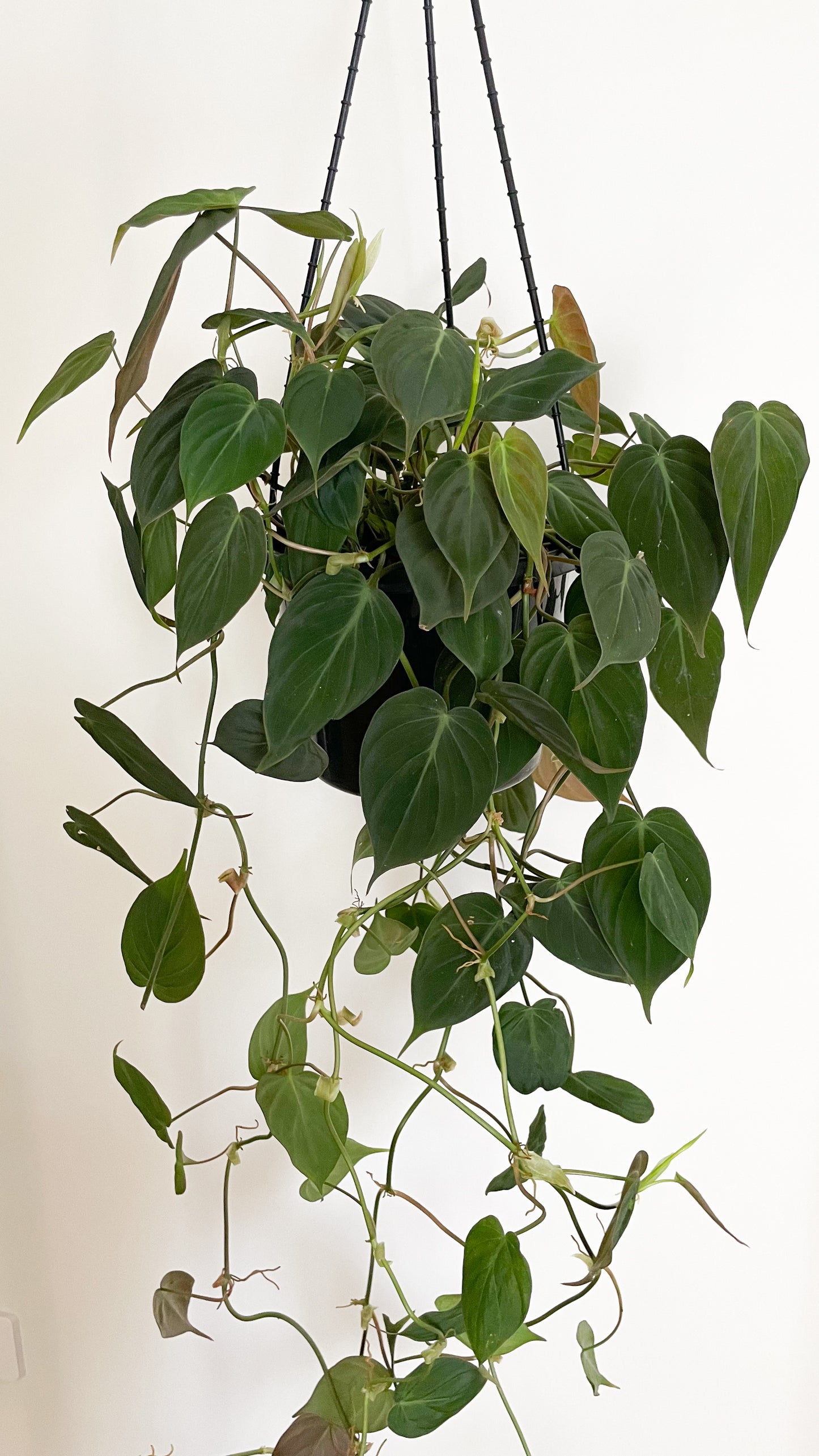 Philodendron Velvet Micans 180m Hanging Basket