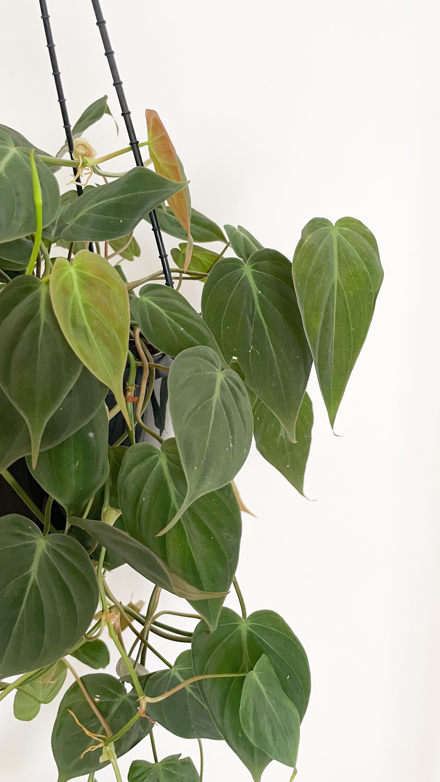 Philodendron Velvet Micans 180m Hanging Basket
