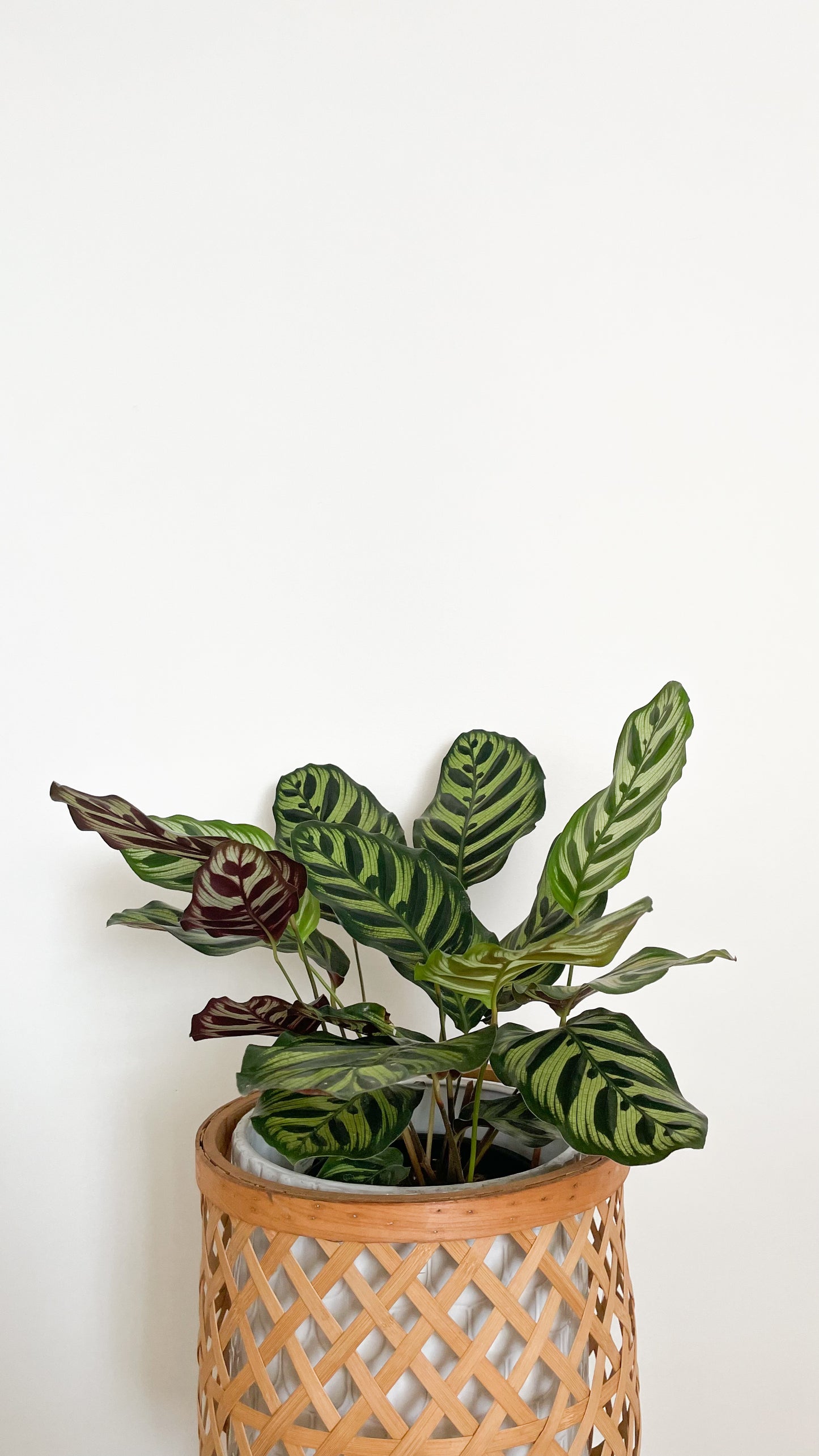 Calathea Makoyana - Peacock Plant