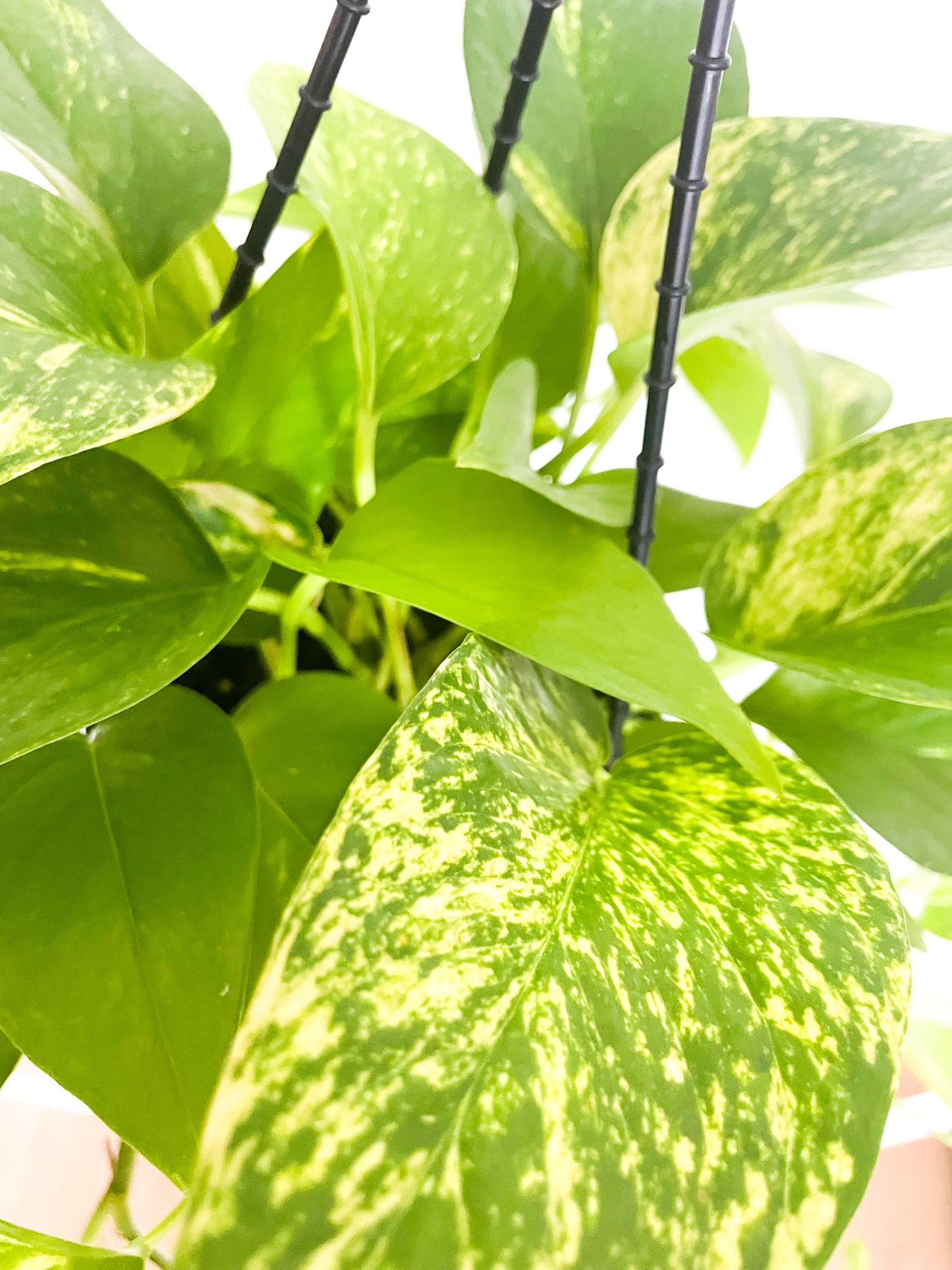 Epipremnum Aureum - Pothos Devils Ivy