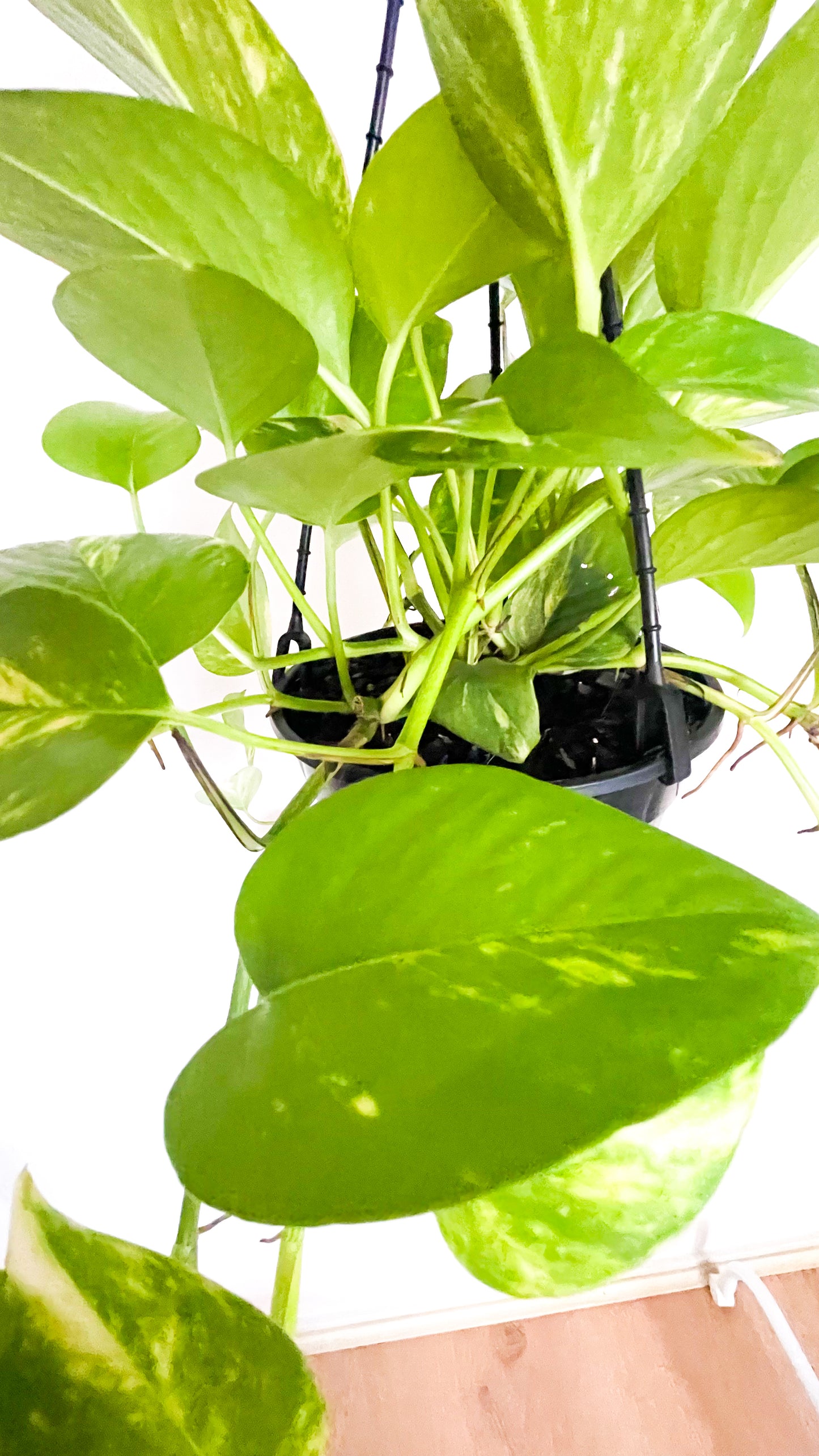 Epipremnum Aureum - Pothos Devils Ivy