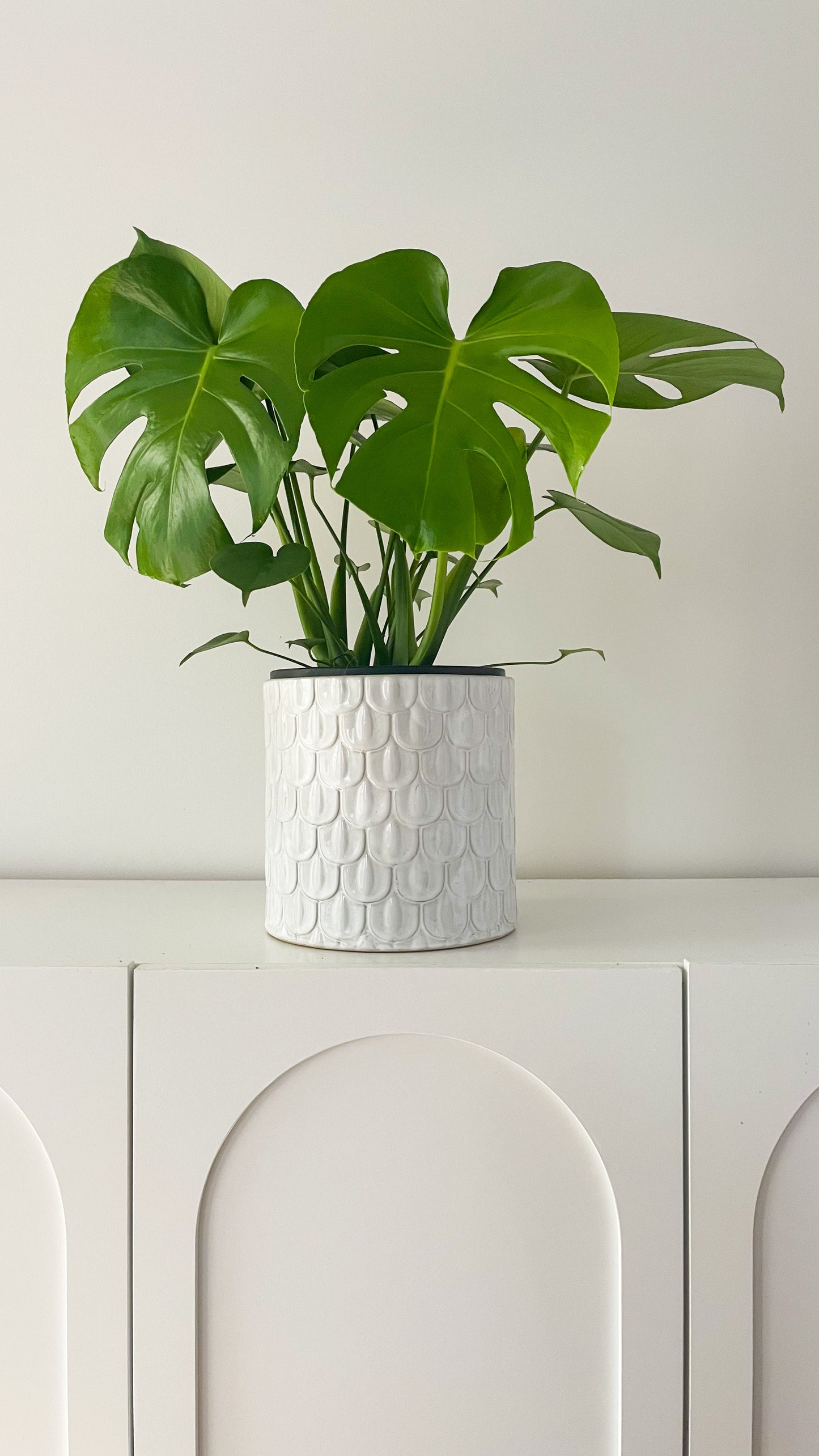 Monstera Deliciosa