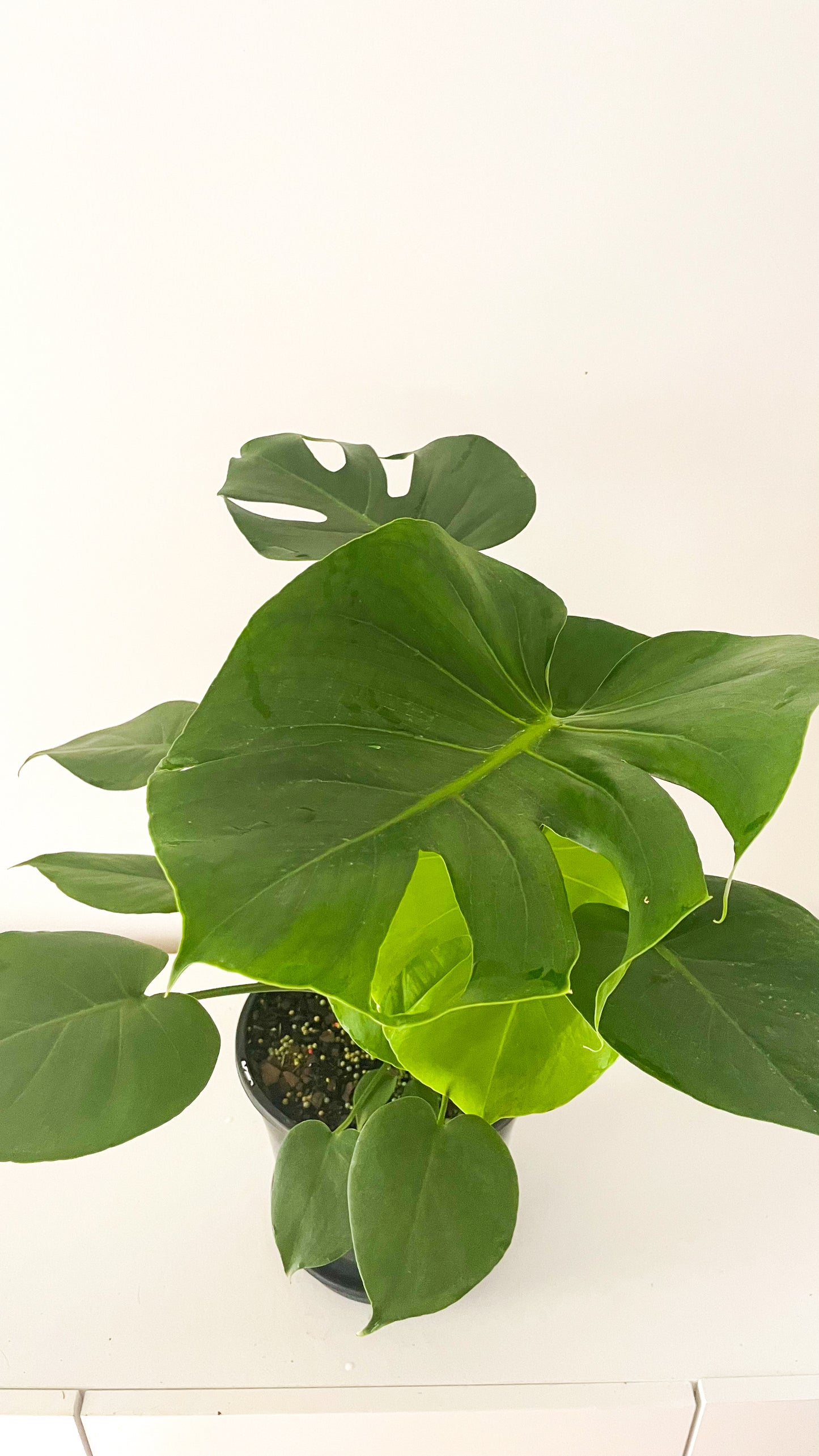 Monstera Deliciosa