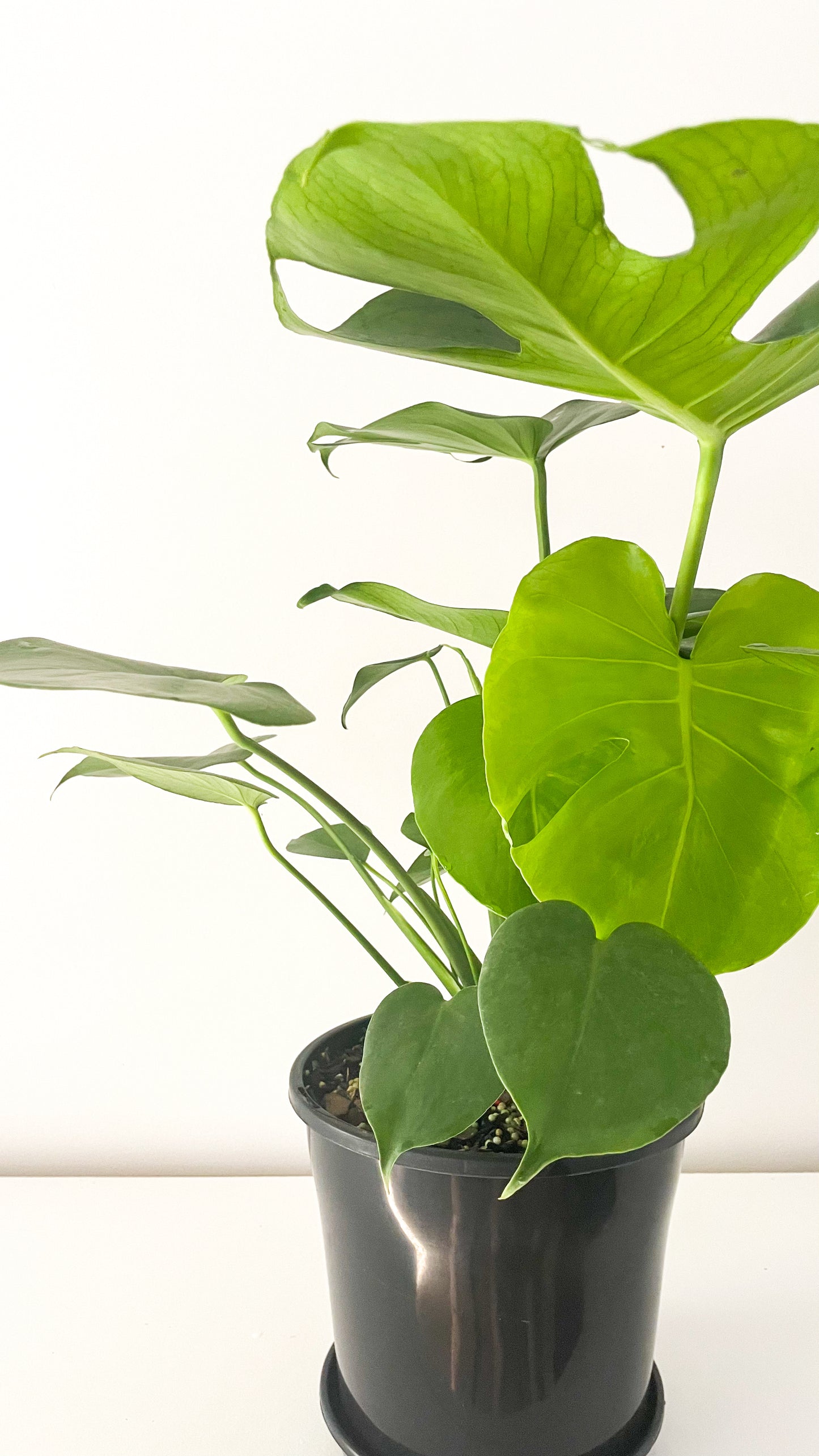 Monstera Deliciosa