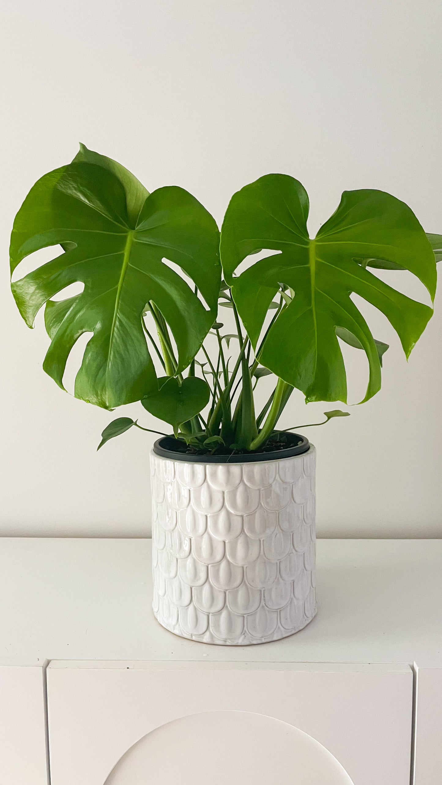 Monstera Deliciosa