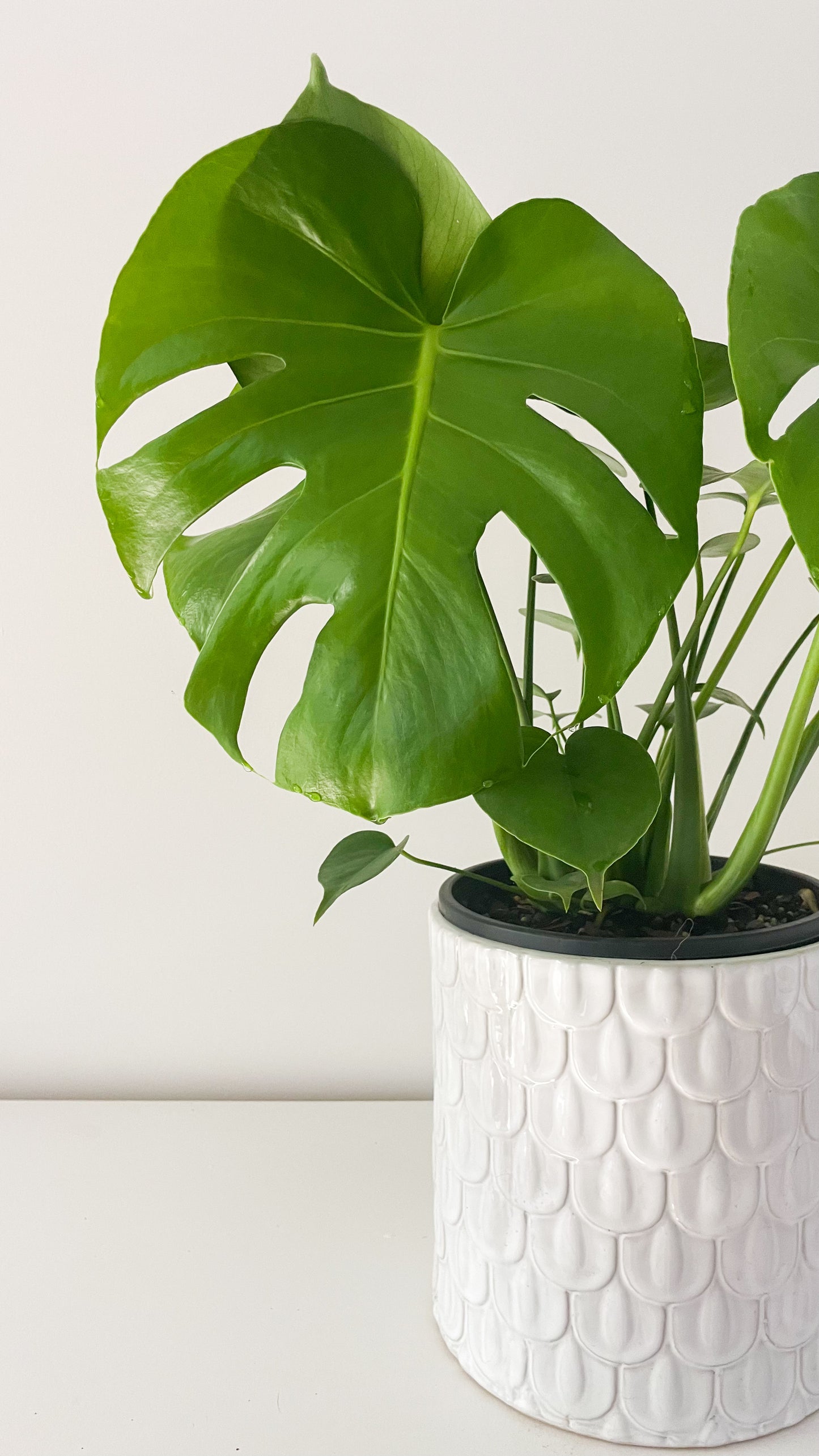 Monstera Deliciosa