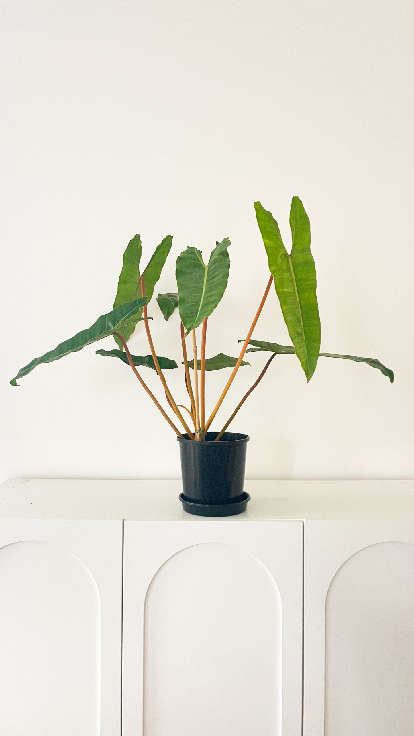 Philodendron Billietiae