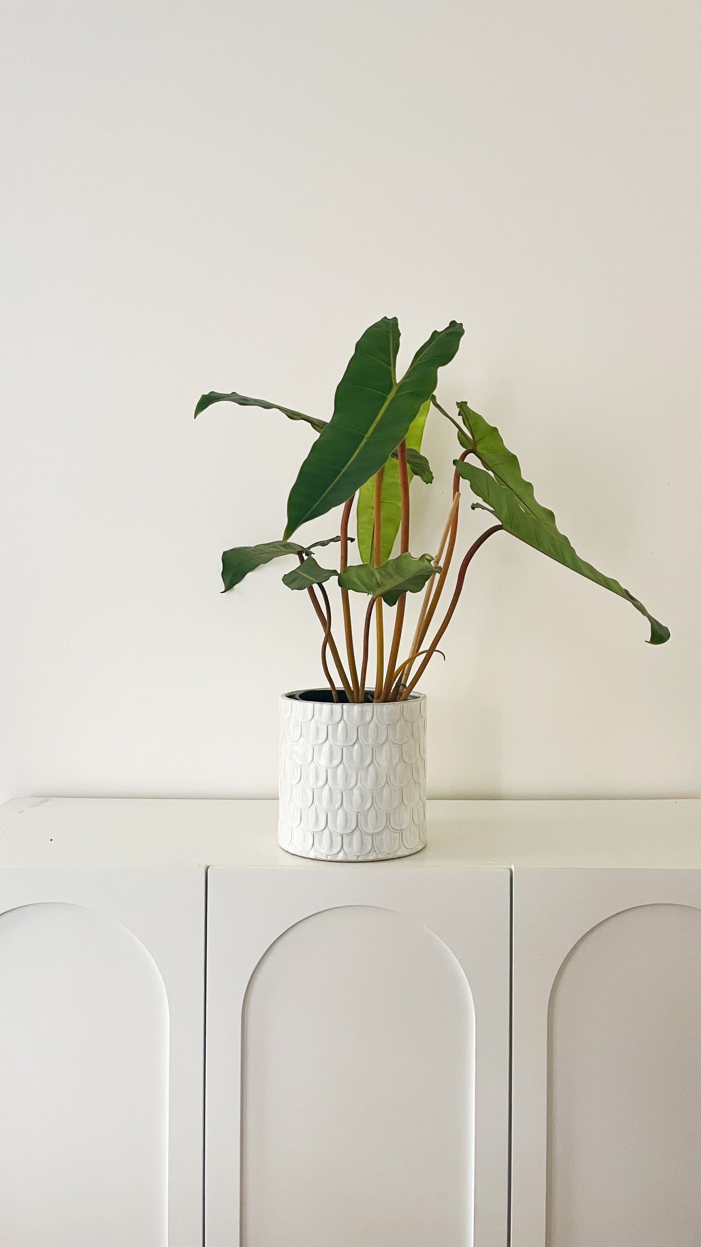Philodendron Billietiae