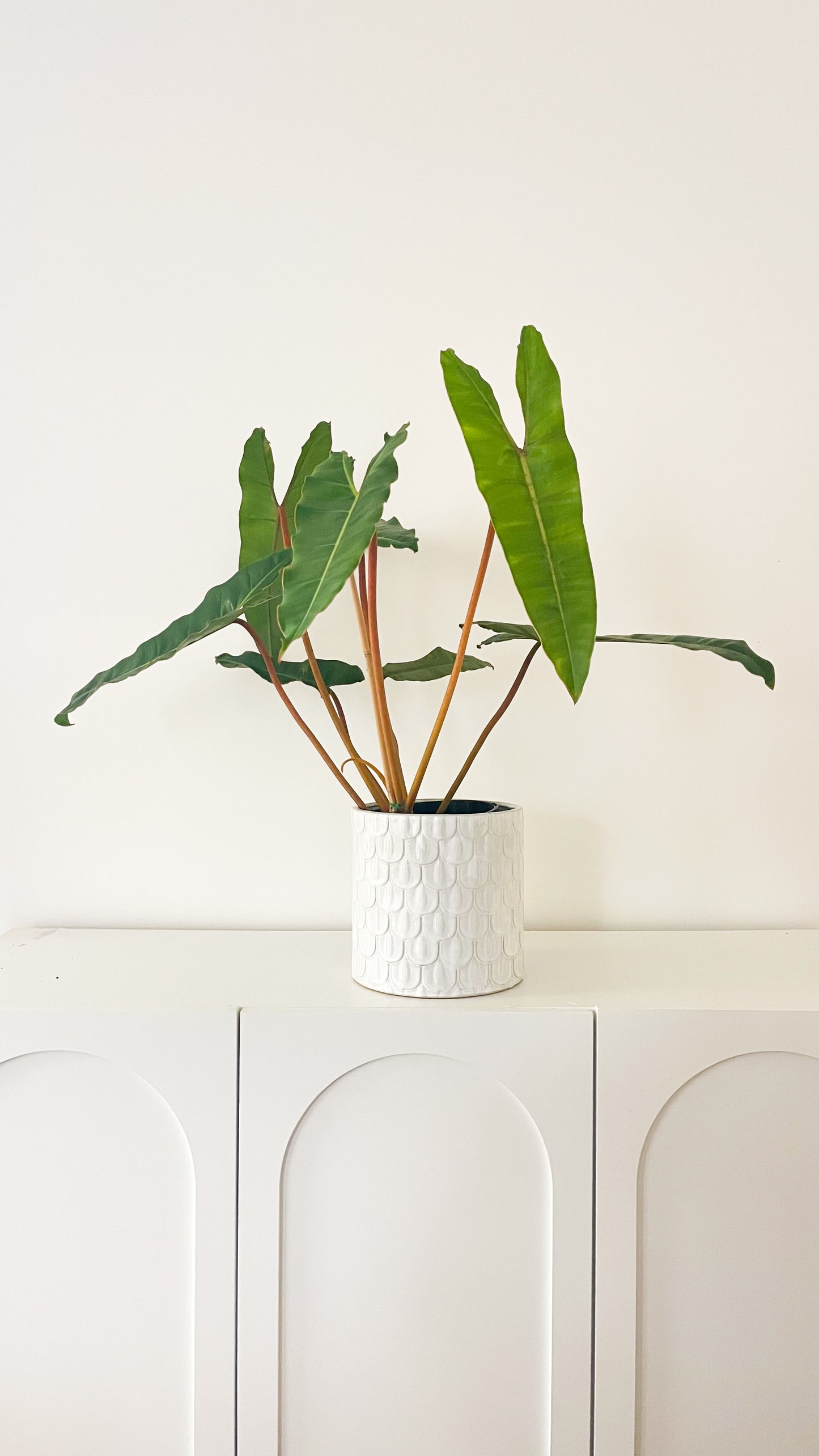 Philodendron Billietiae