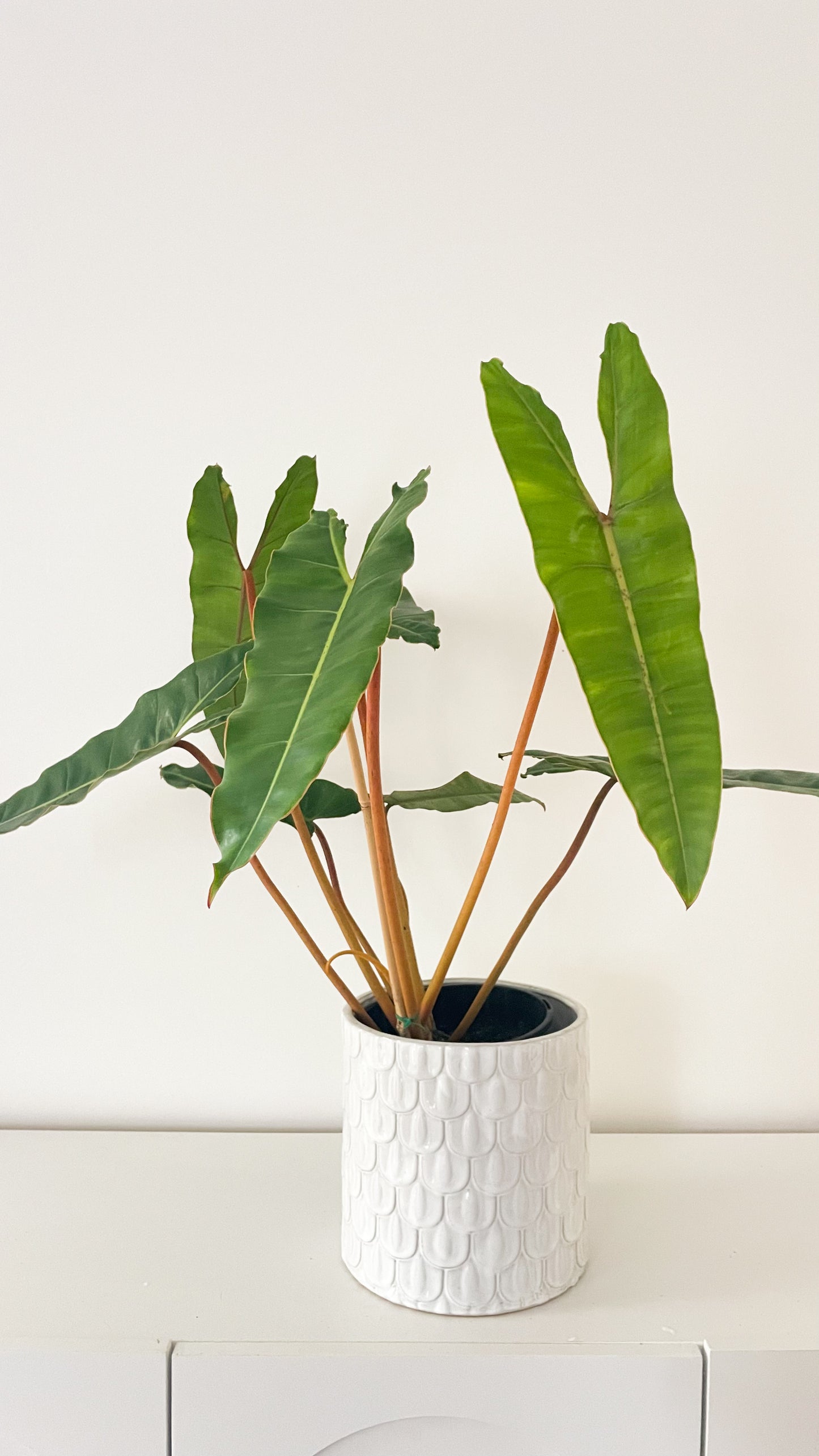 Philodendron Billietiae