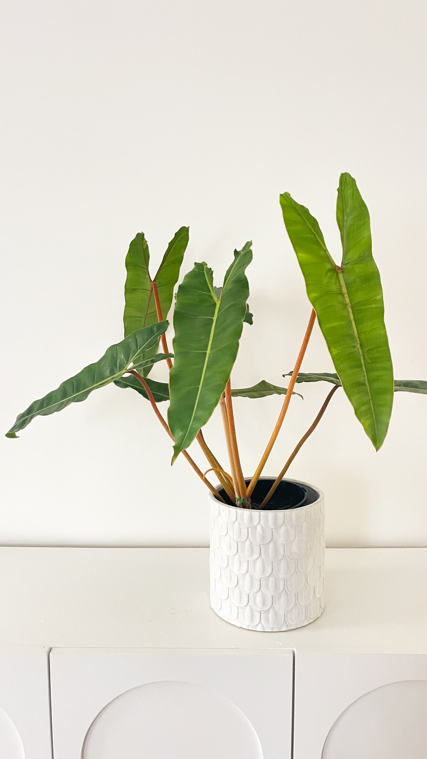 Philodendron Billietiae