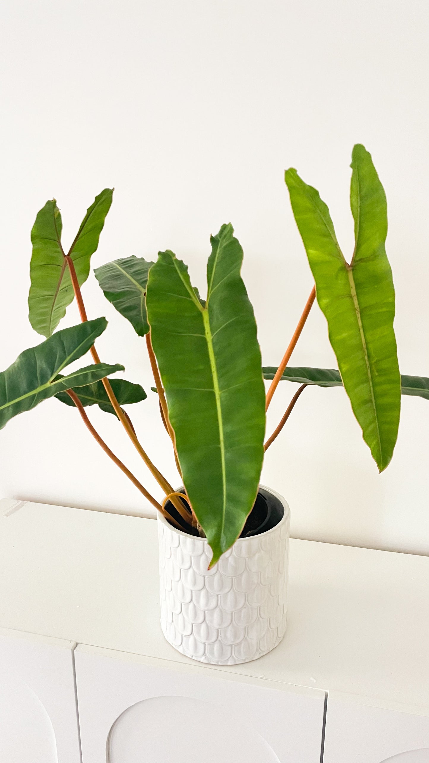 Philodendron Billietiae