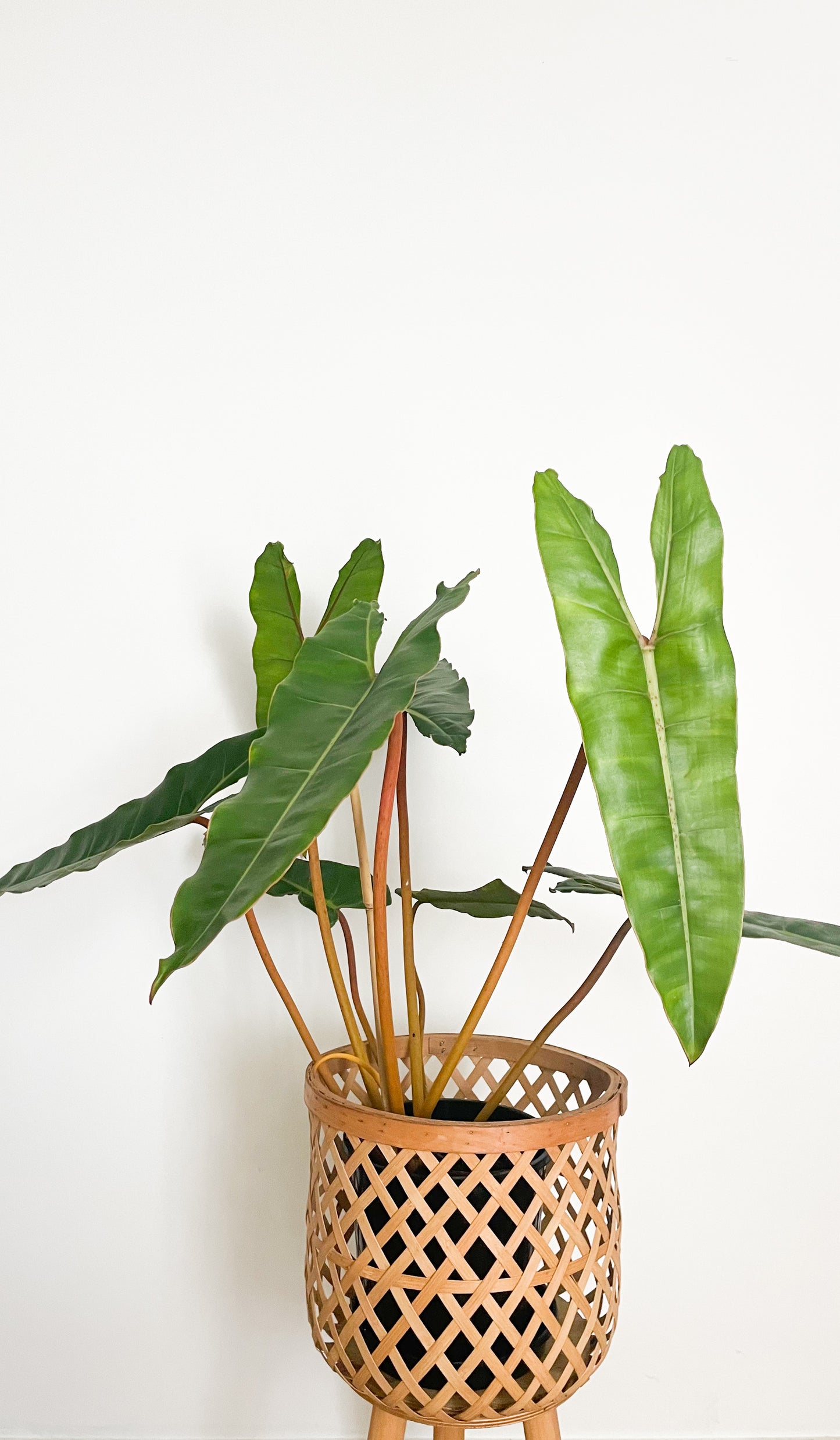 Philodendron Billietiae