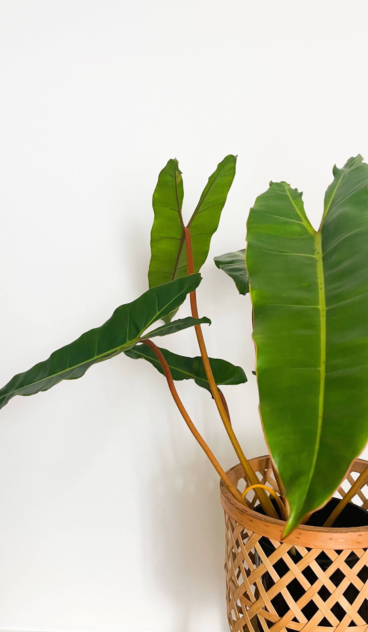 Philodendron Billietiae