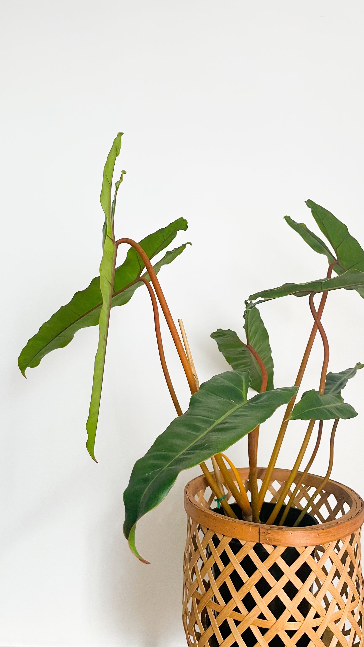 Philodendron Billietiae