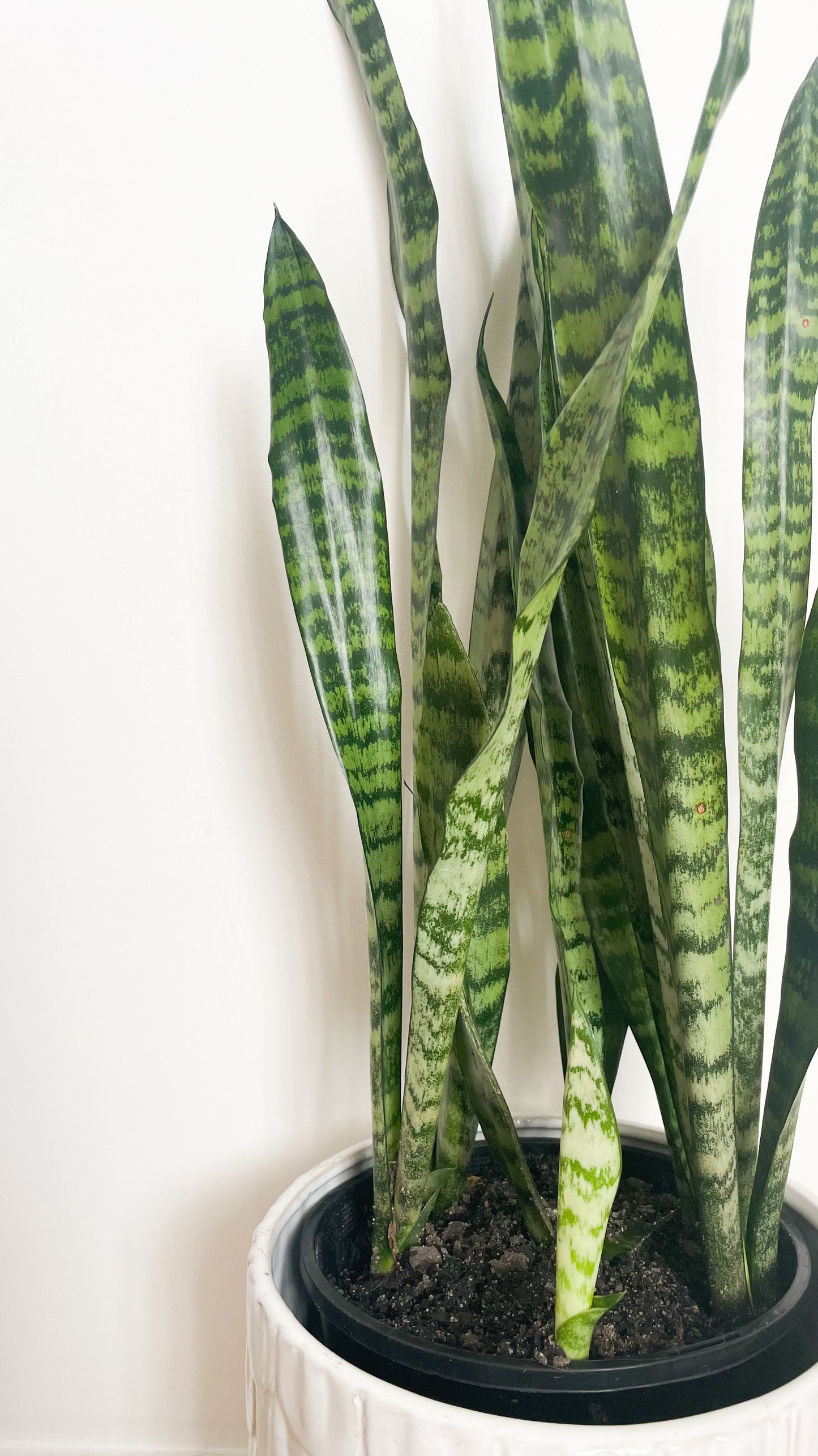 Snake Plant - Sansevieria Zeylanica 180mm