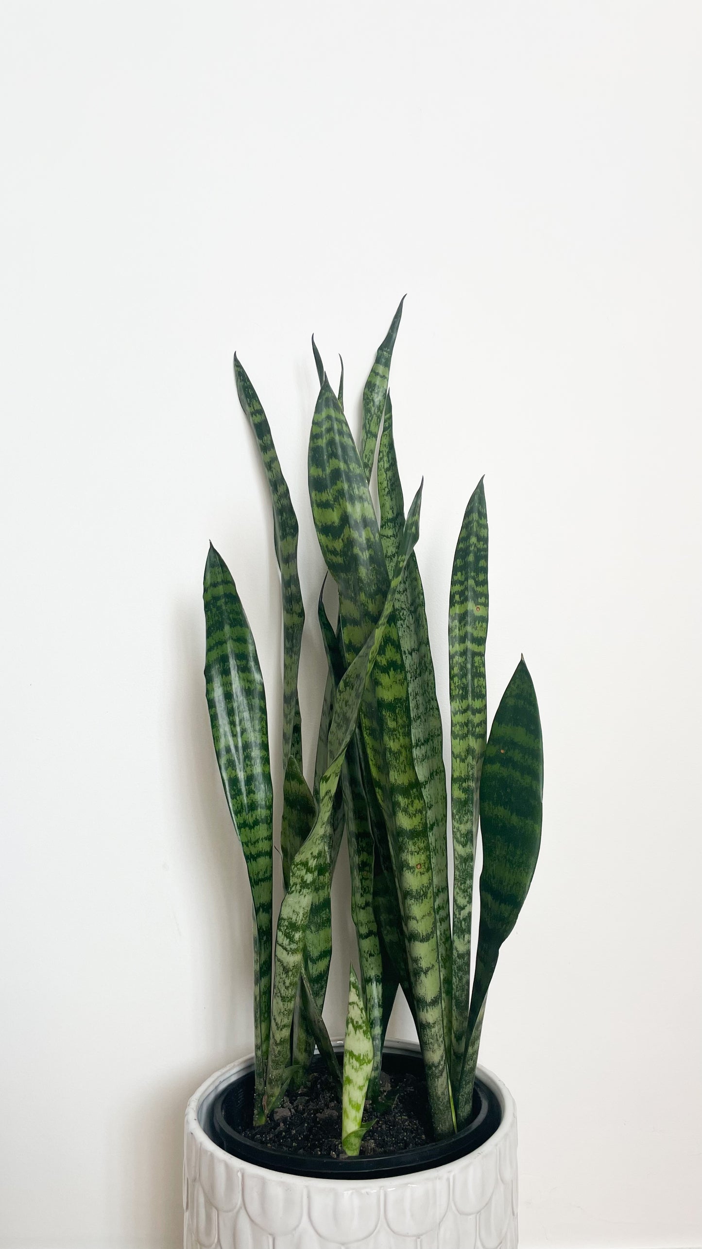 Snake Plant - Sansevieria Zeylanica 180mm