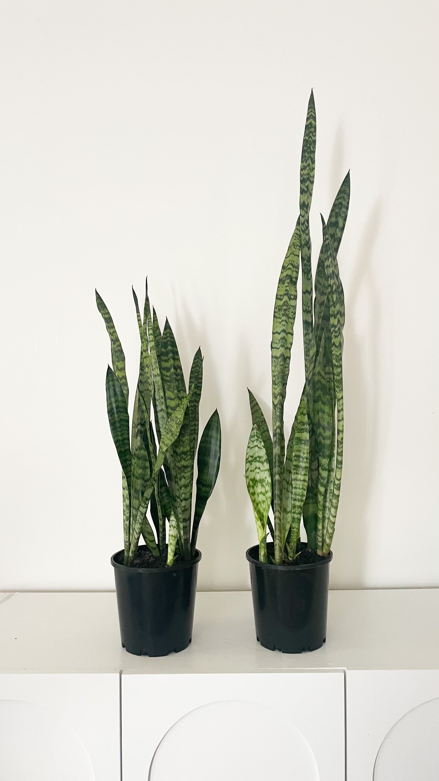 Snake Plant - Sansevieria Zeylanica 180mm