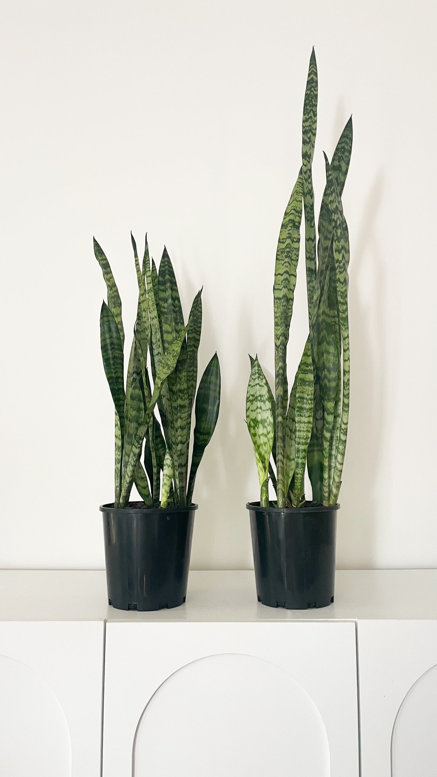 Snake Plant - Sansevieria Zeylanica 180mm