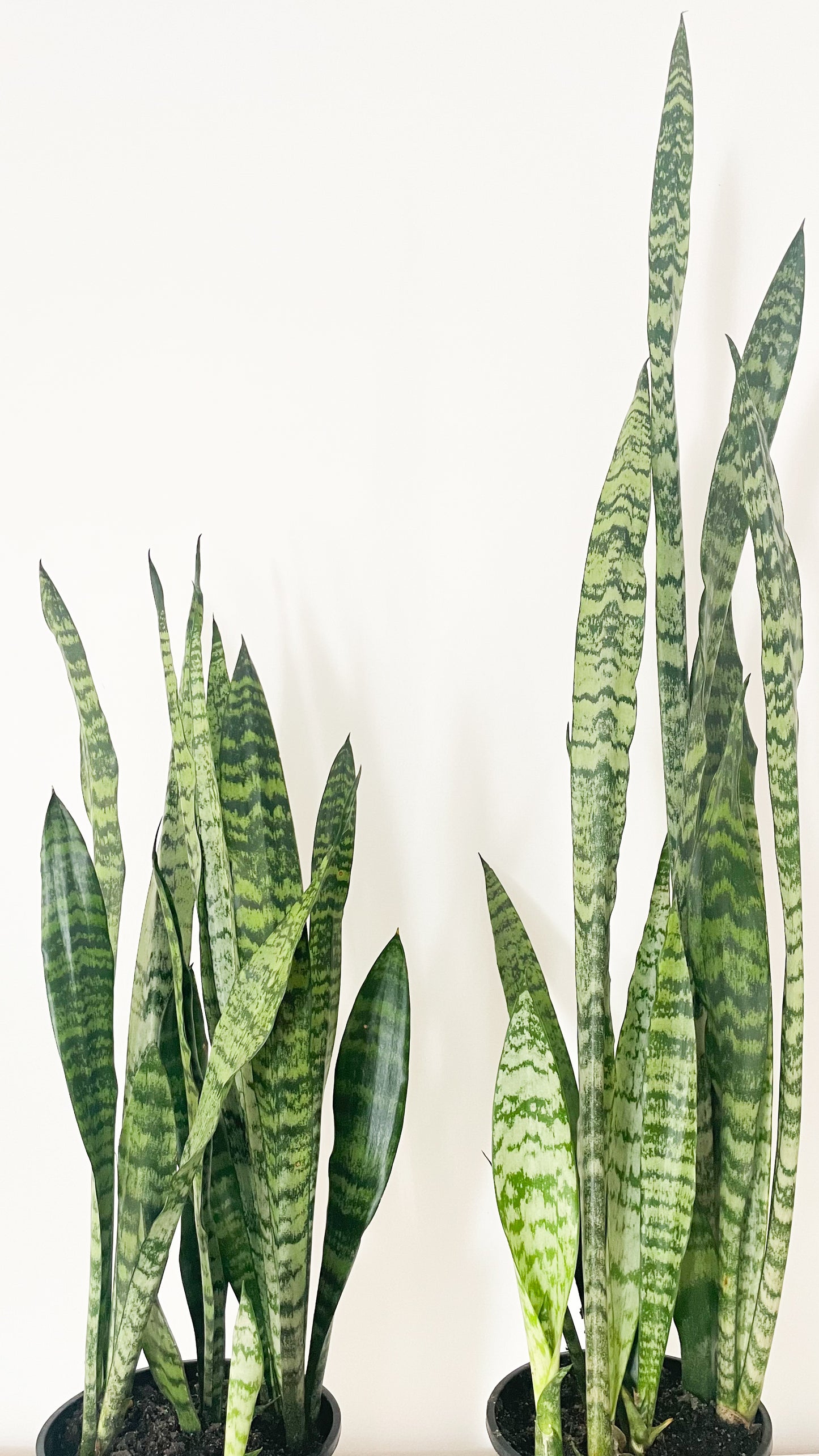 Snake Plant - Sansevieria Zeylanica 180mm
