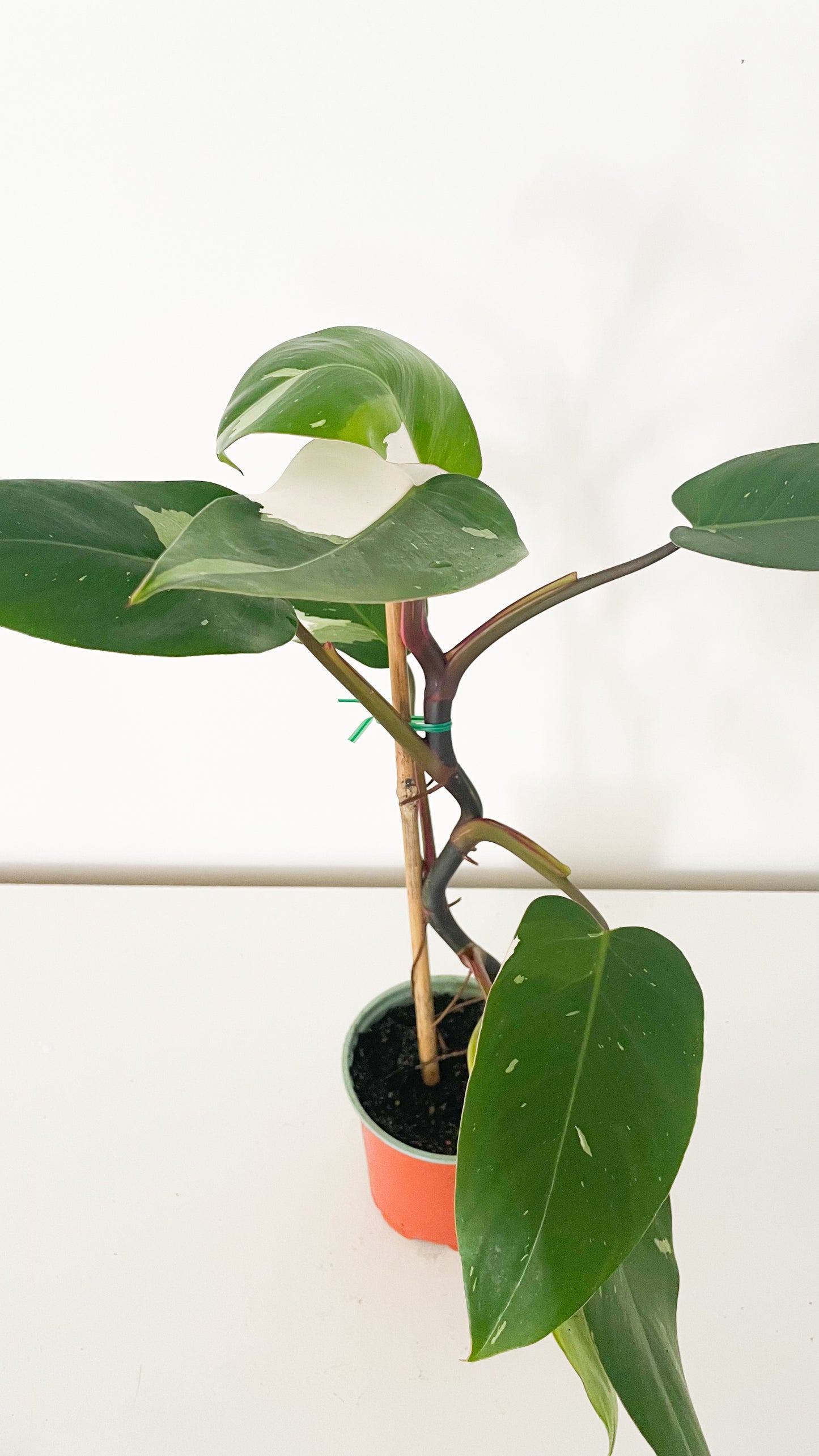 Philodendron White Princess