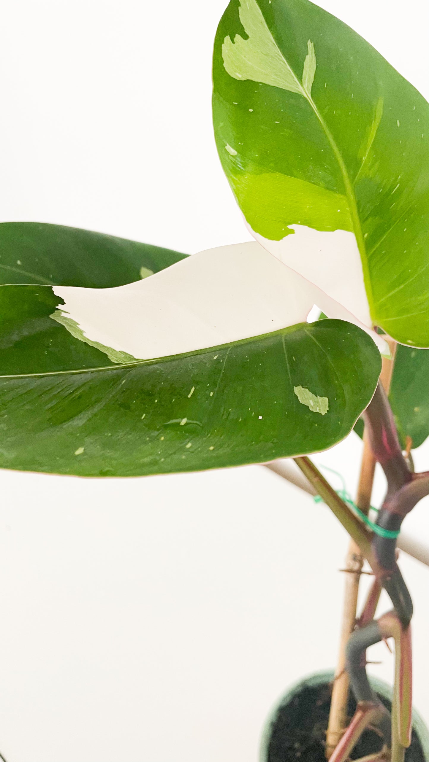 Philodendron White Princess