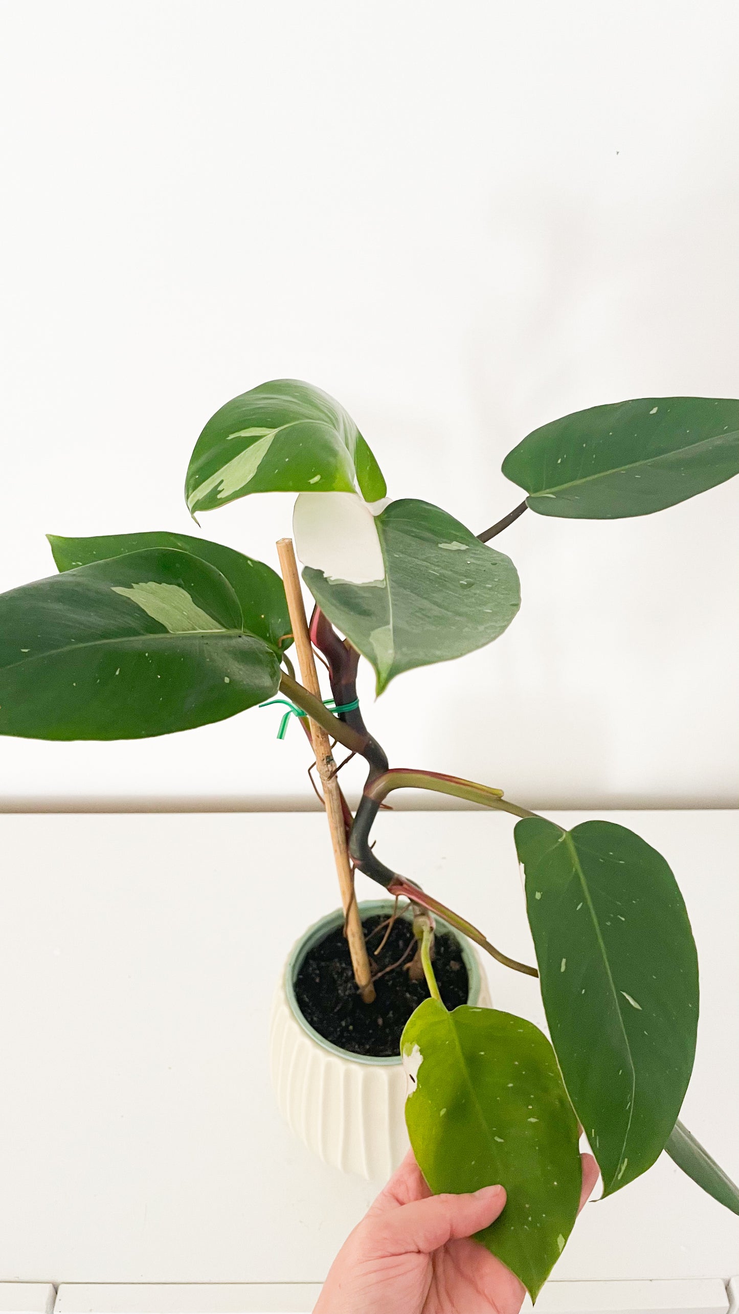 Philodendron White Princess