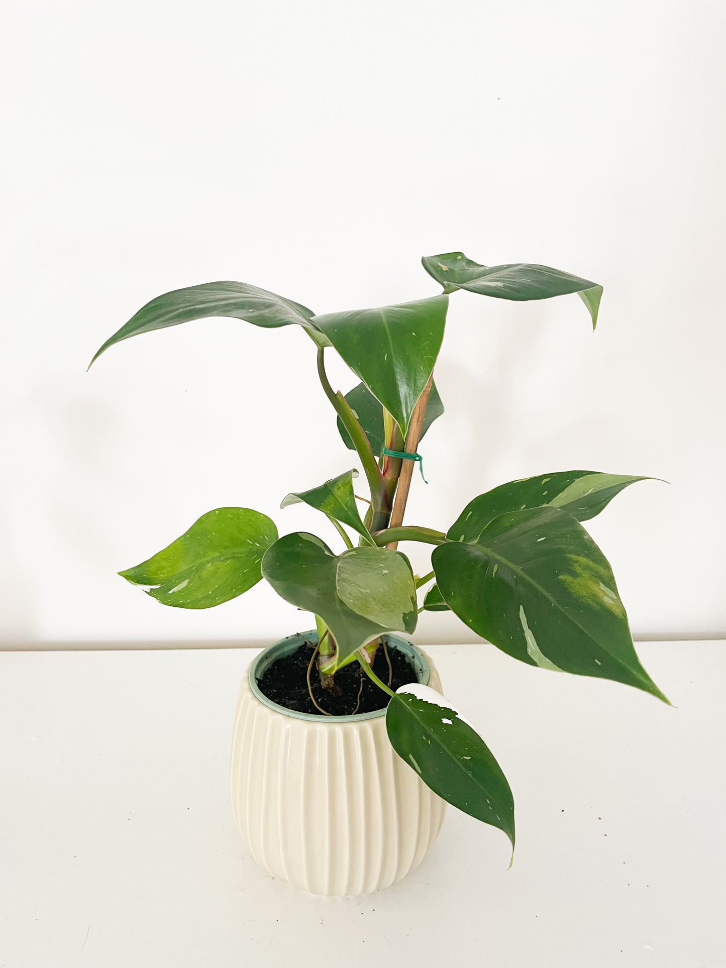 Philodendron White Princess